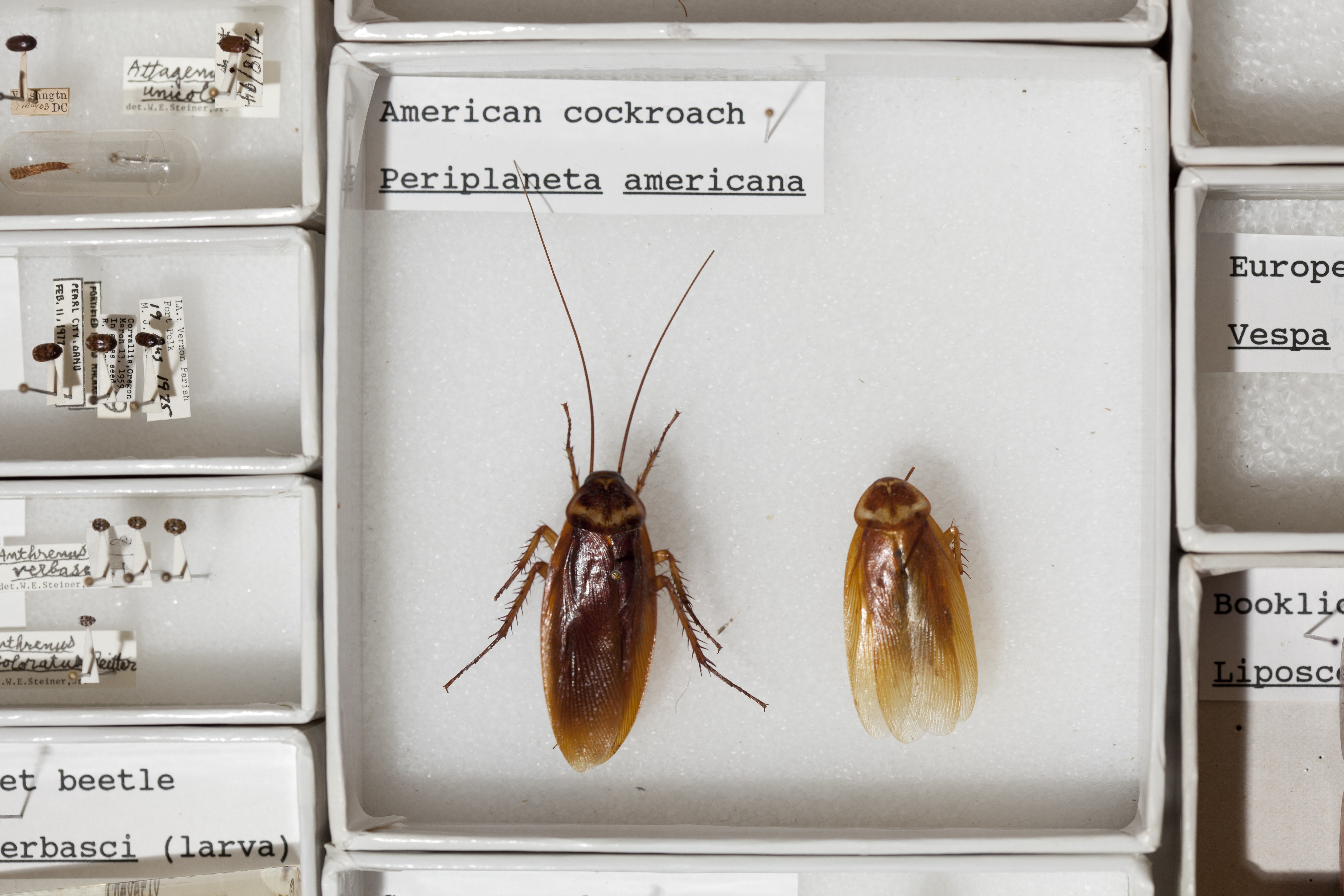 Pests in the Smithsonian collection.