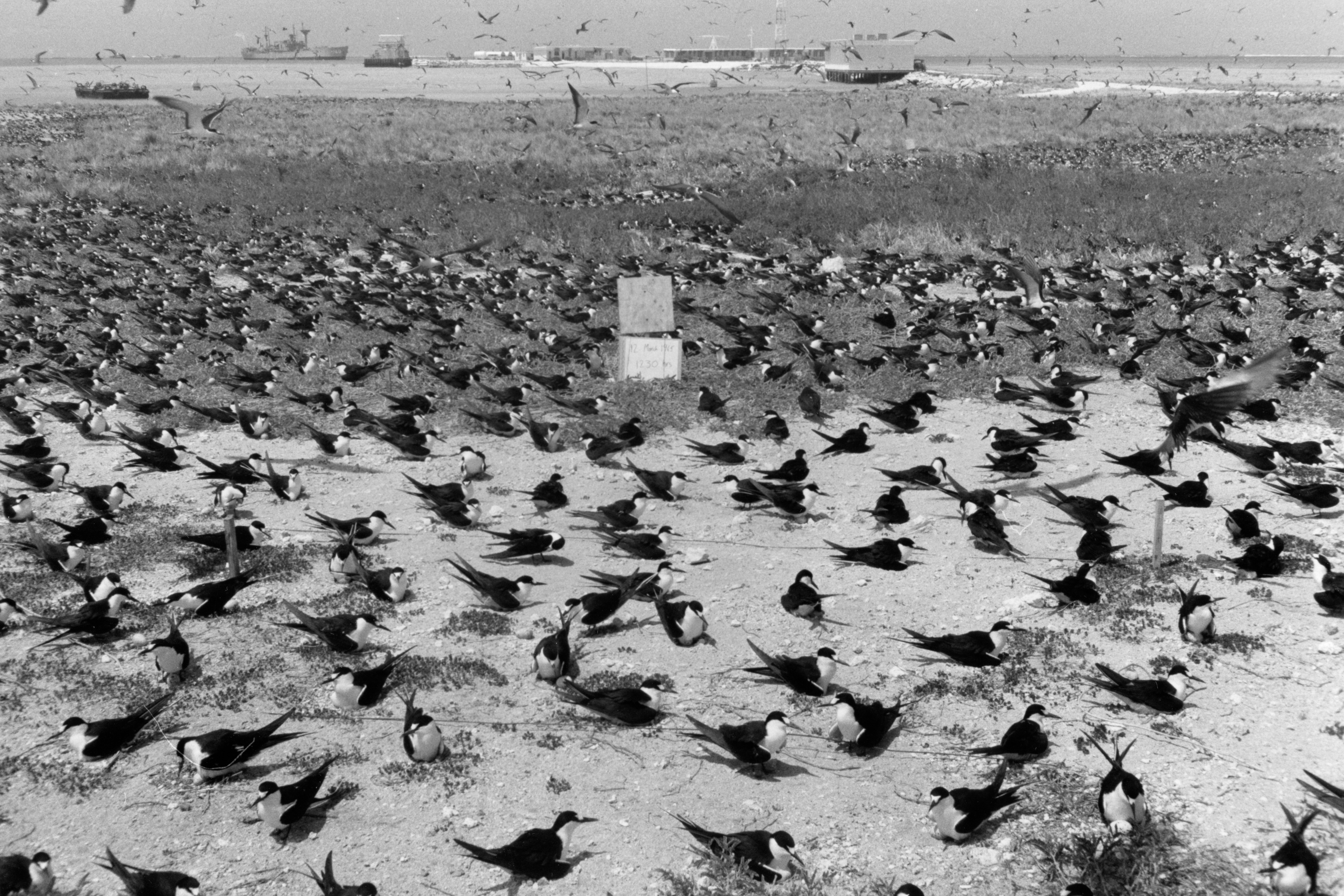 Sand Island during Operation Shady Grove.