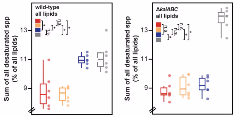 Cyanobacteria exposed to 8 hours of light and 16 hours of darkness have significantly more desaturated lipids.