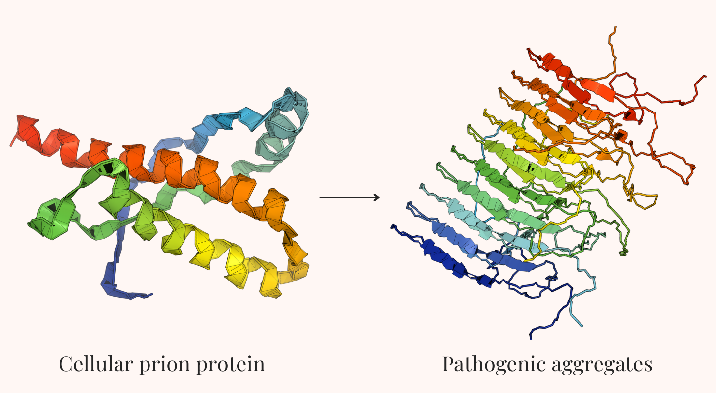 Diagram showing a prion in its normal folded form carrying out cellular functions and, after misfolding, converting other copies of the same protein into a misfolded state.