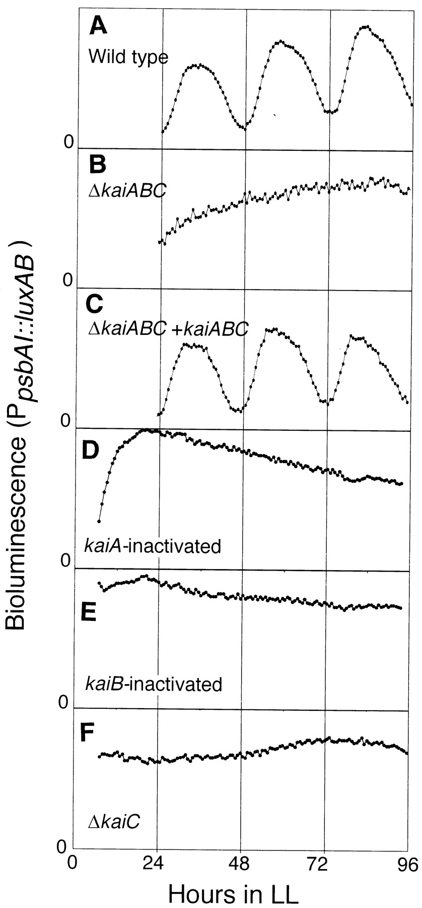 Circadian rhythms in cyanobacteria, as measured by bioluminescence.