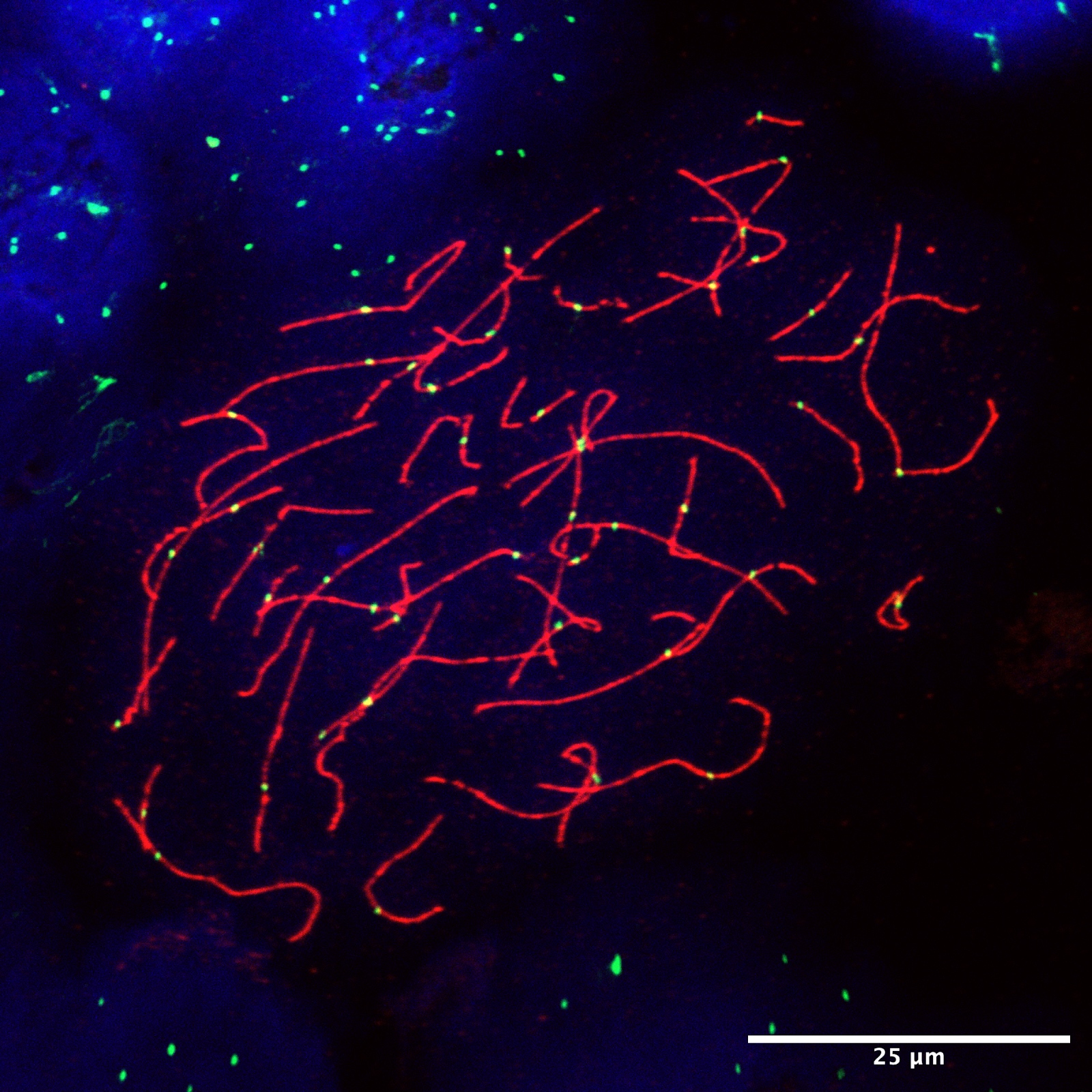 Chromosomes from female human meiotic cells spread across a glass slide, with DNA stained blue, SYCP3 red, and centromeres green.