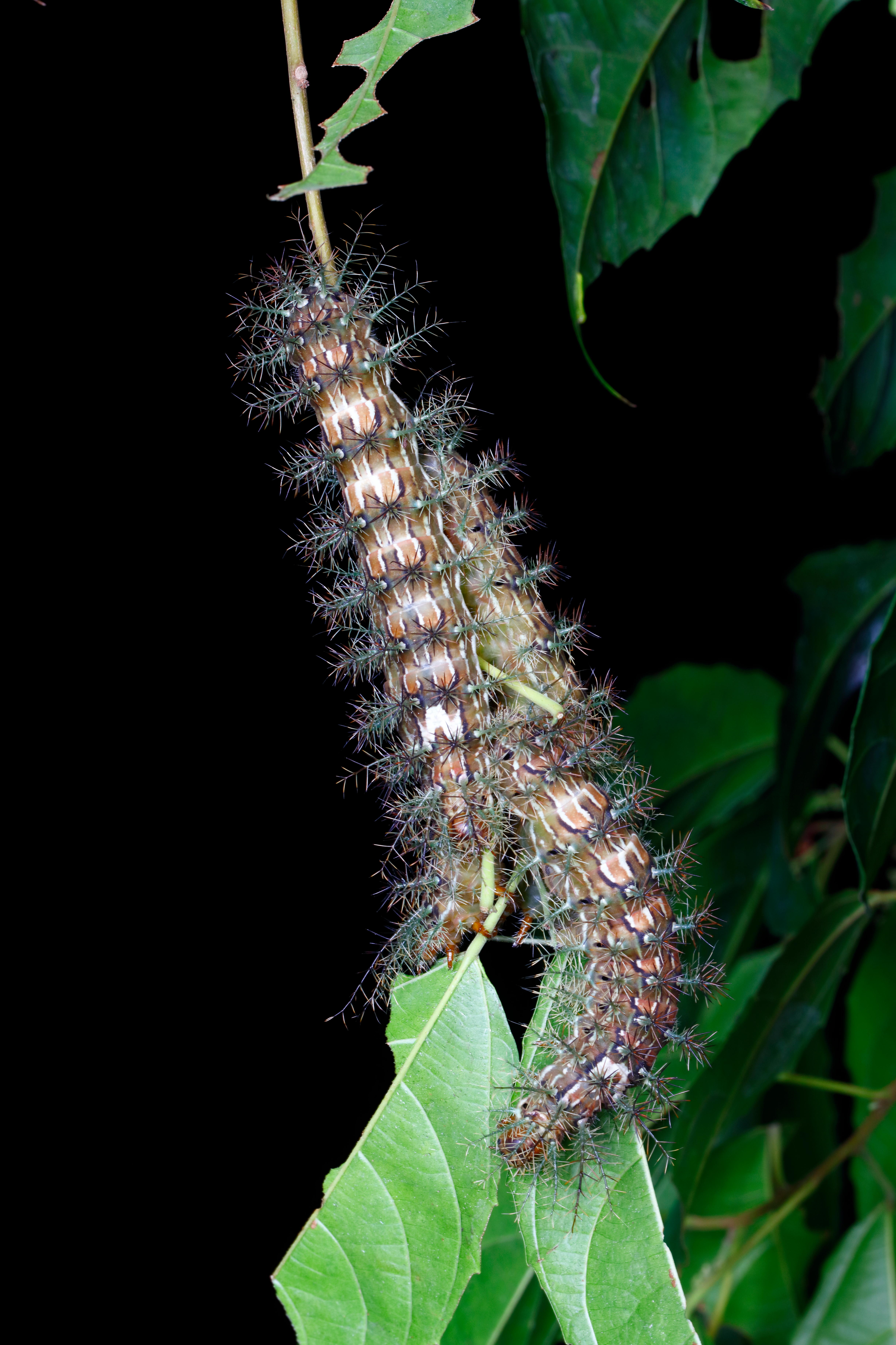 Lonomia obliqua caterpillars, which make a deadly venom.