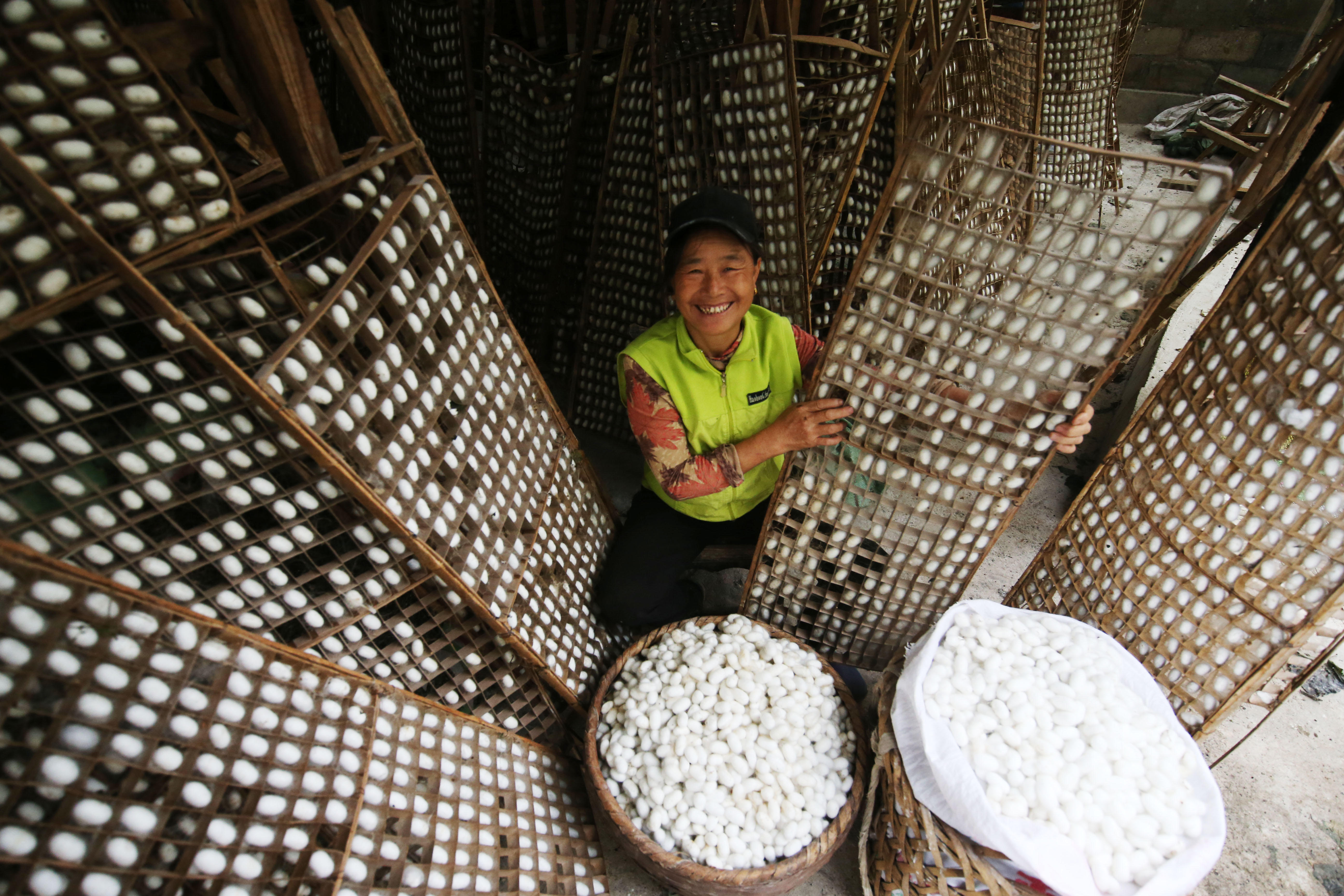 A worker picks silkworm cocoons in China's Jianshan Village, Chongqing Municipality.