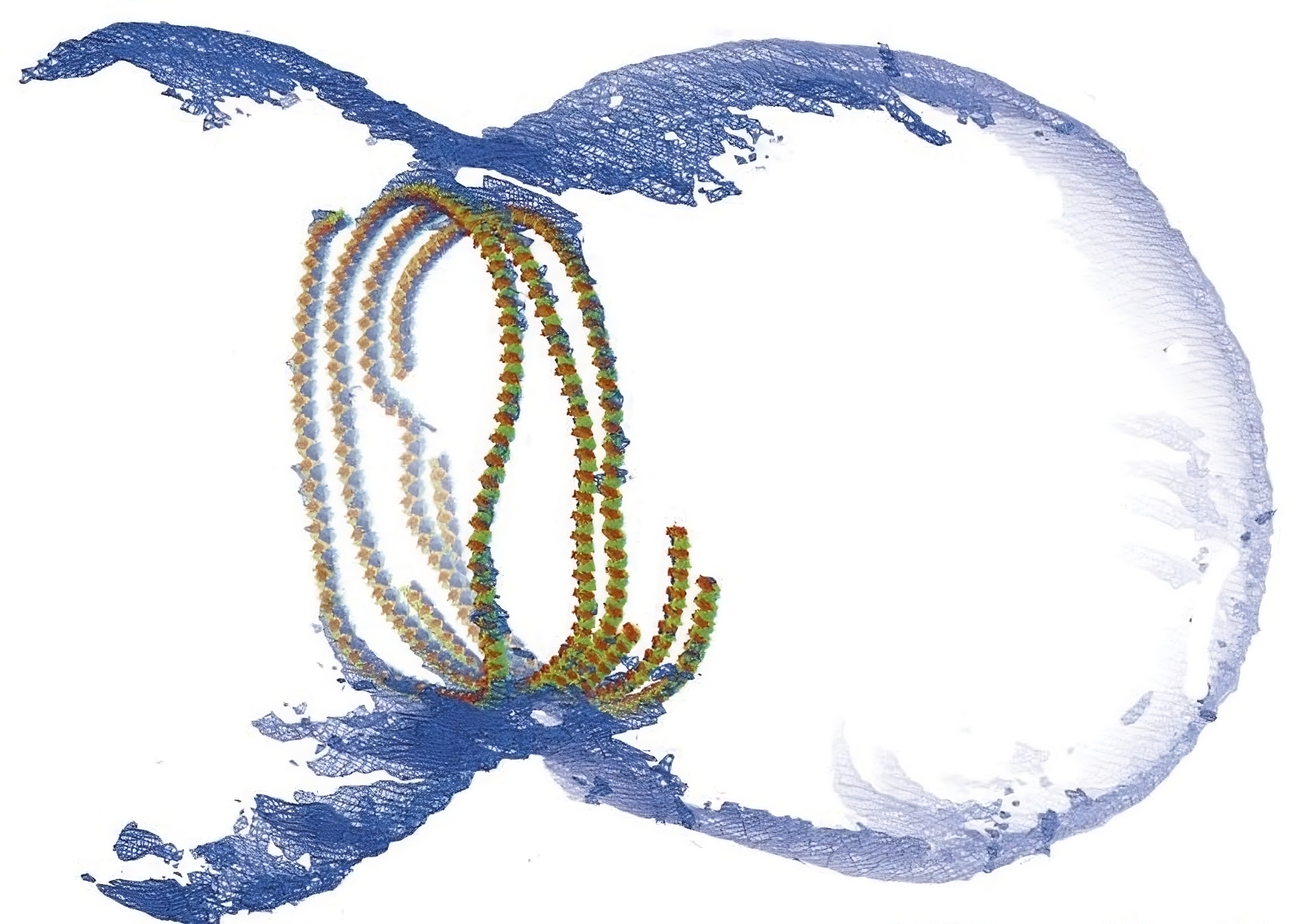 A molecular model showing FtsZ proteins in green and red, extracted from Staphylococcus aureus, constricting a blue liposome.