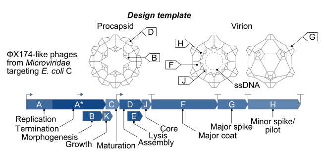 Schematic of the ΦX174 genome, with key protein functions labeled.