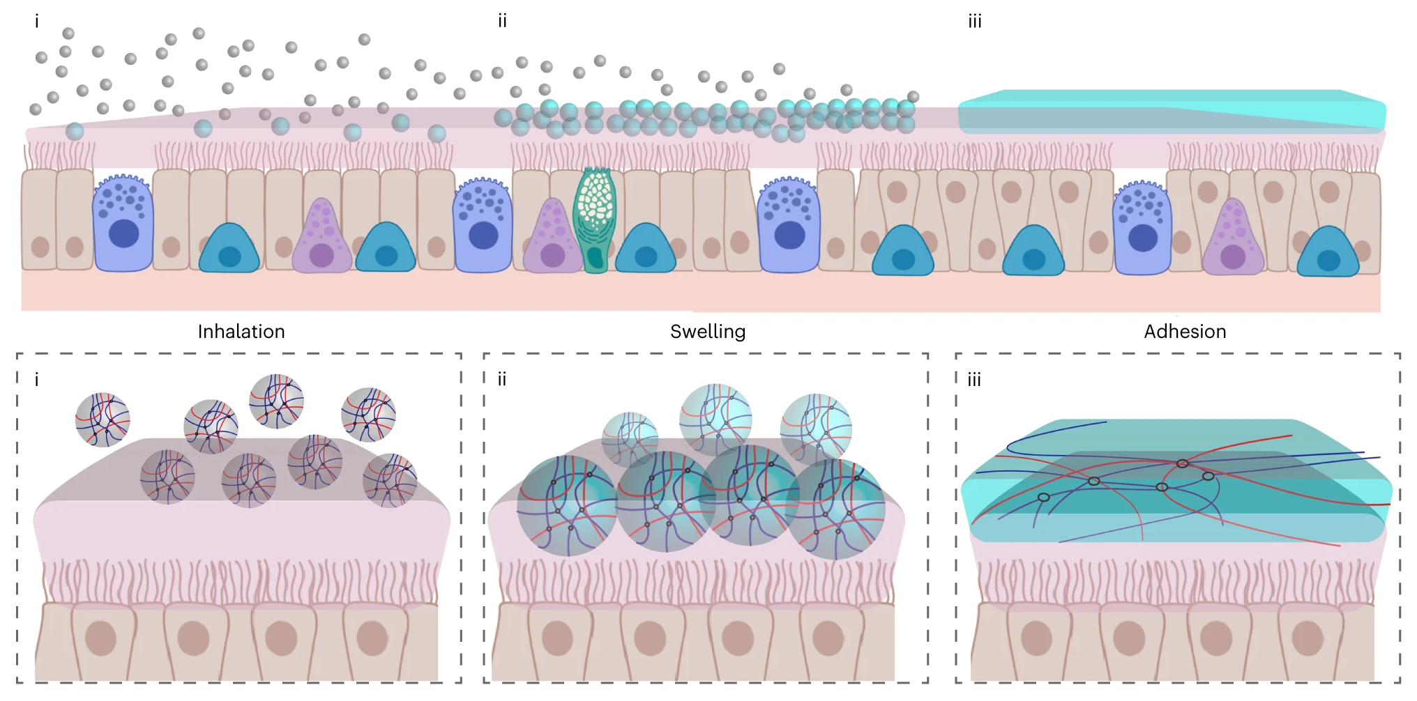 Diagram of SHIELD microparticles inhaled through the nose, traveling down the neck and lungs, then swelling to reinforce the mucus layer.