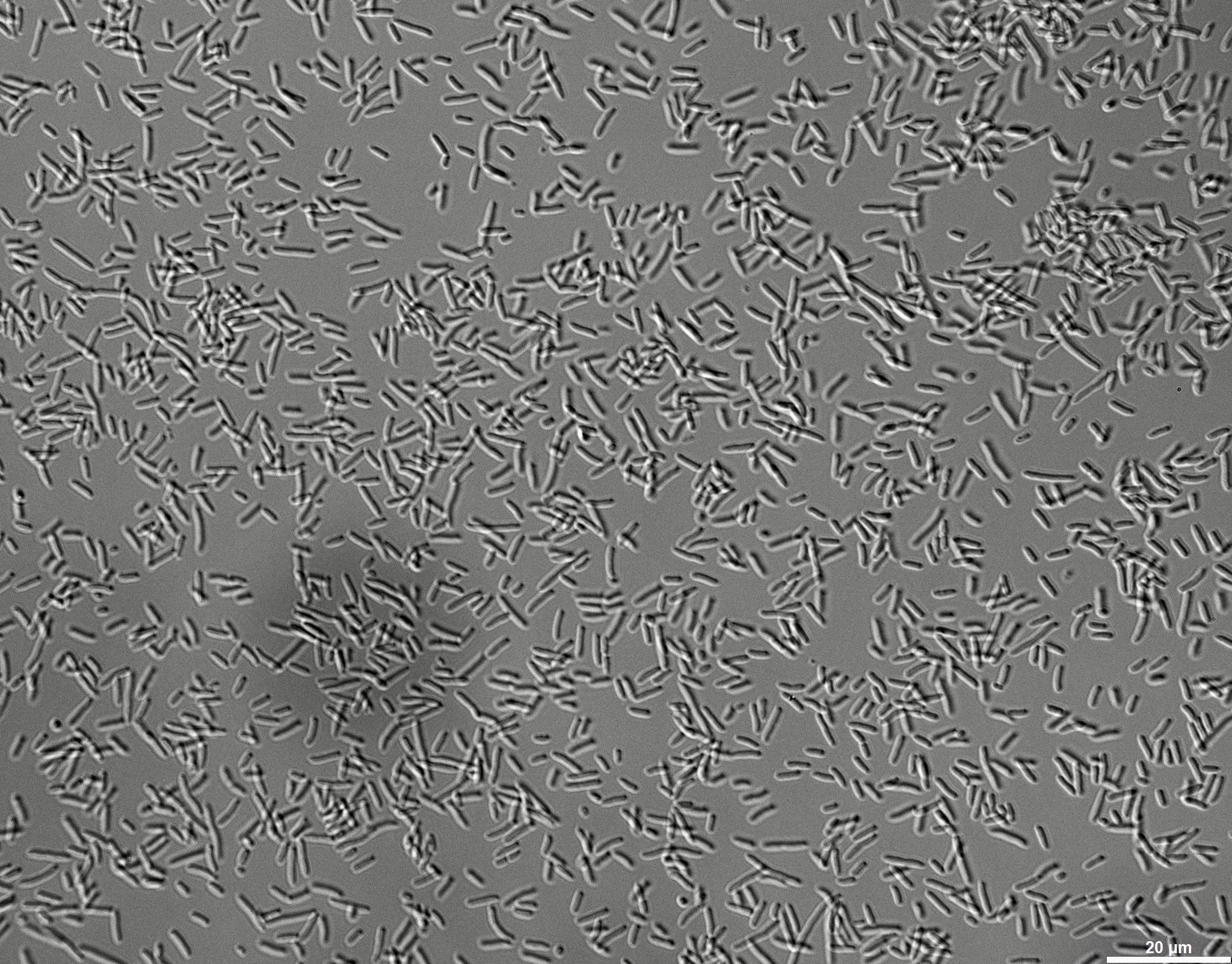 A live culture of Pseudomonas putida, magnified 400x.