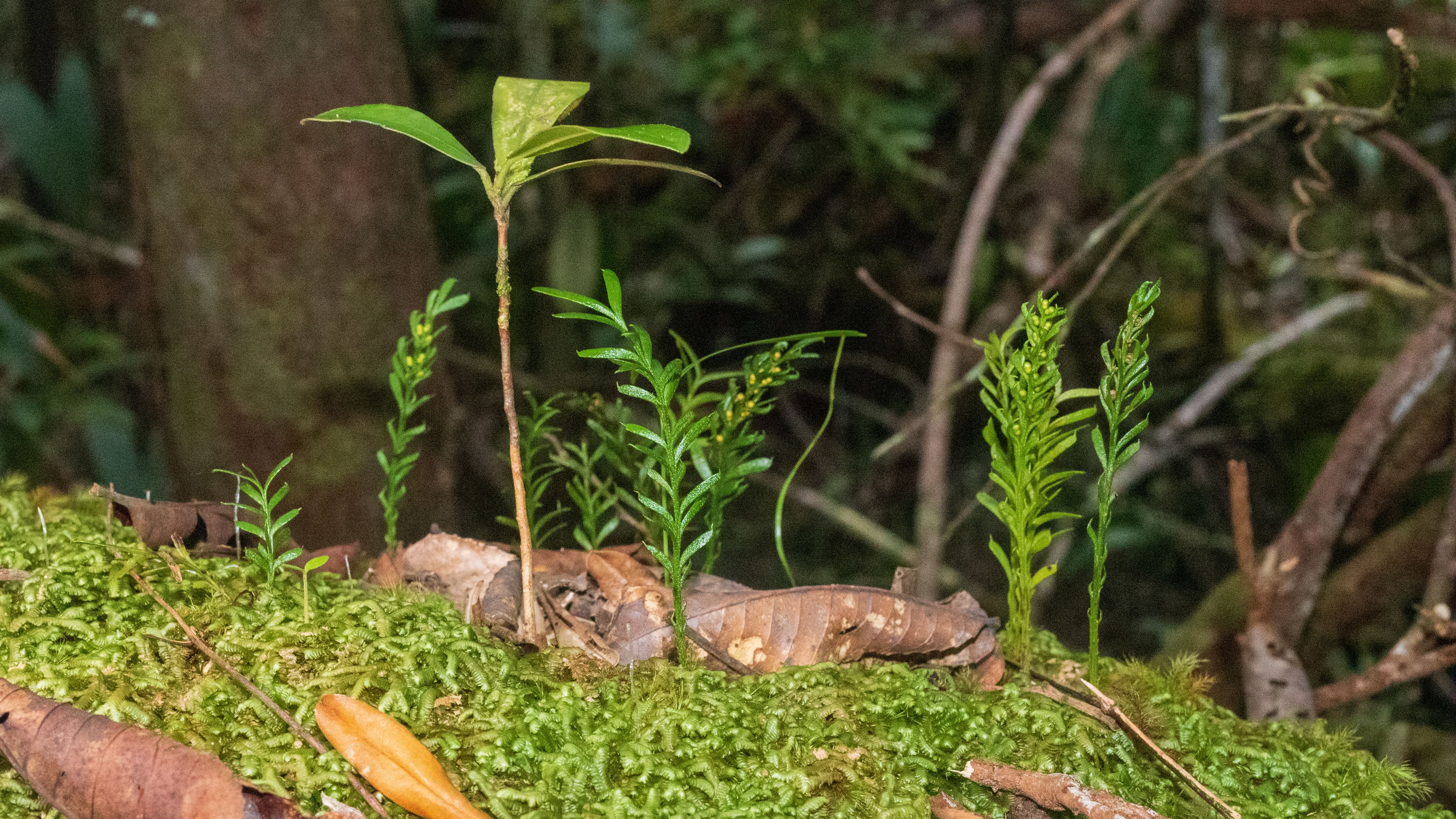 Fork ferns, small green plants with yellow pods, growing in New Caledonia.