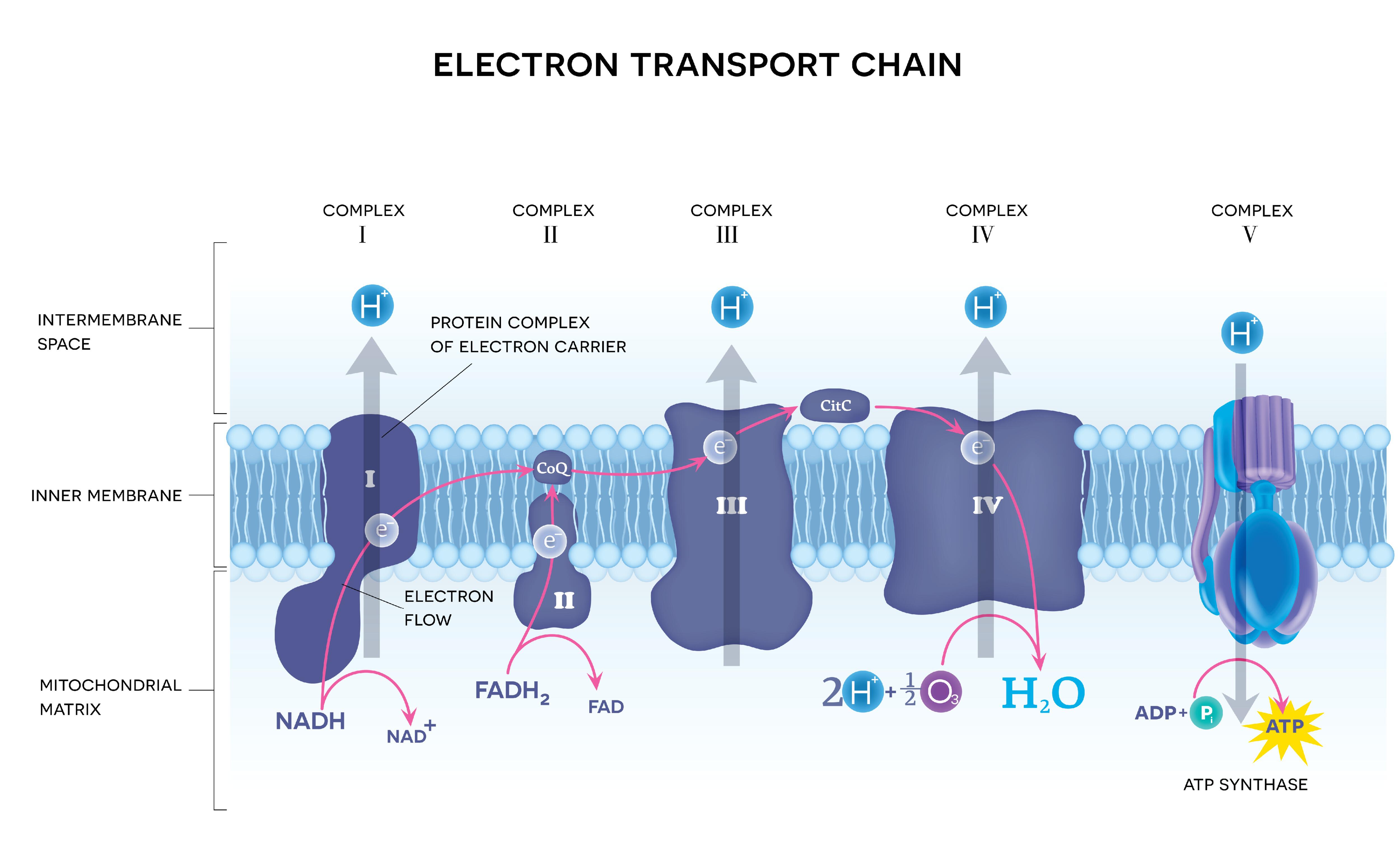 A diagram of the electron transport chain embedded in the inner mitochondrial membrane.