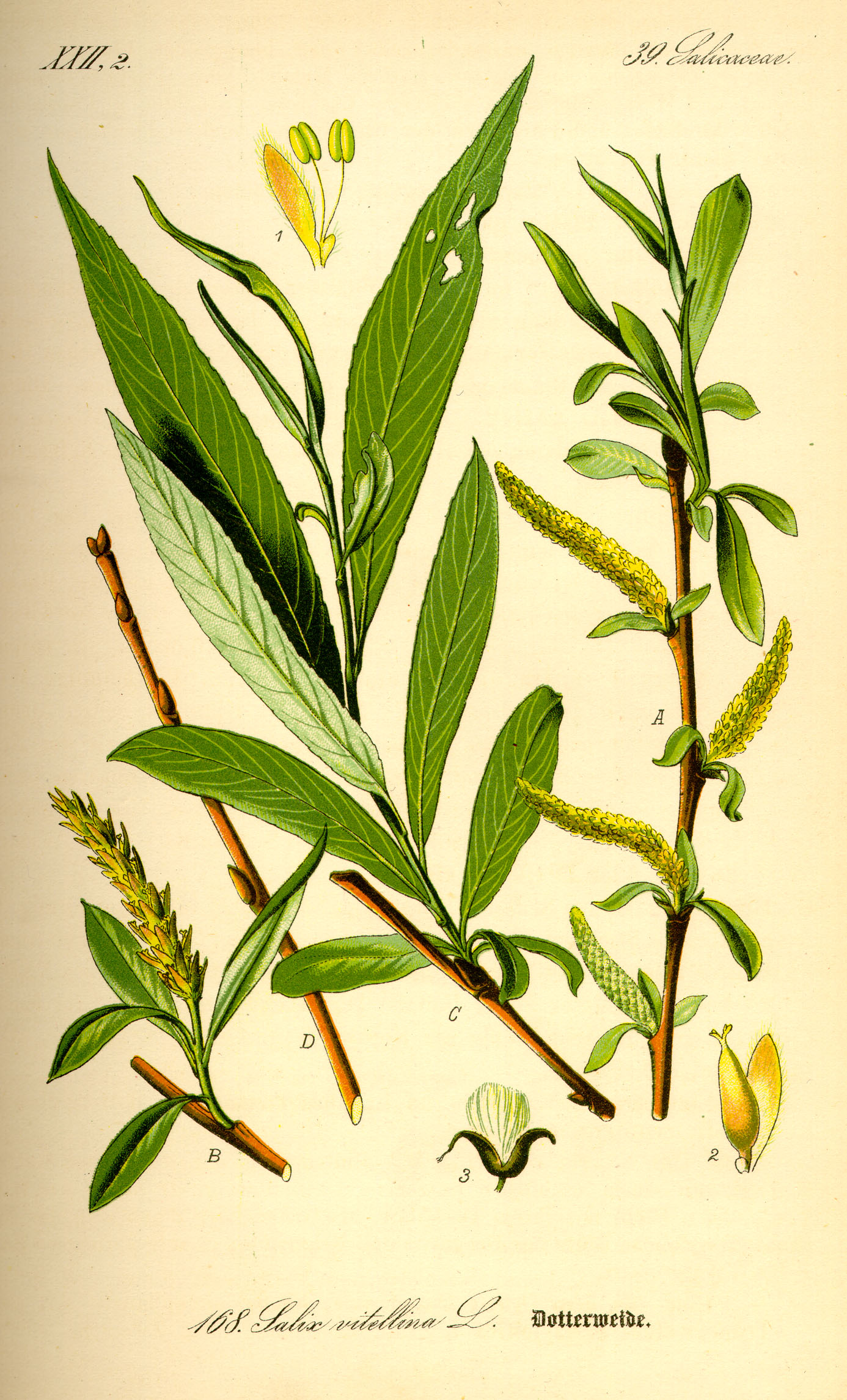 Botanical sketch of the leaves and flowers of white willow, Salix alba.