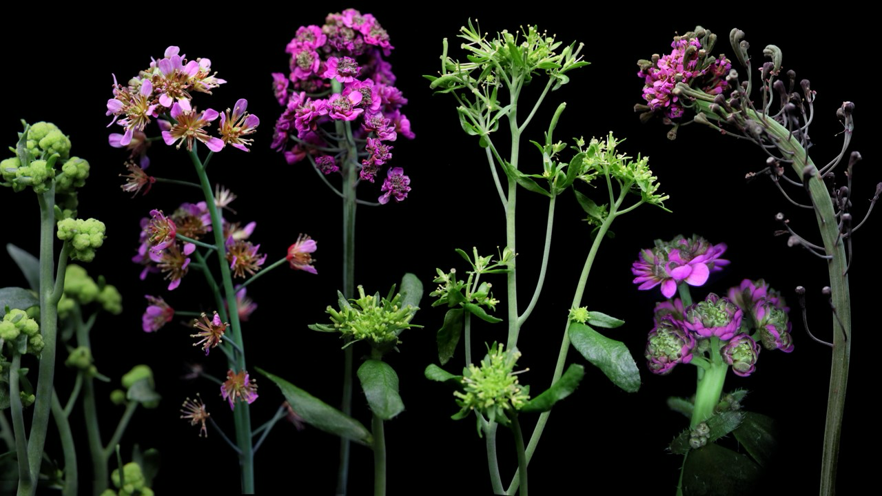 A variety of plants grown by Desnoyer.