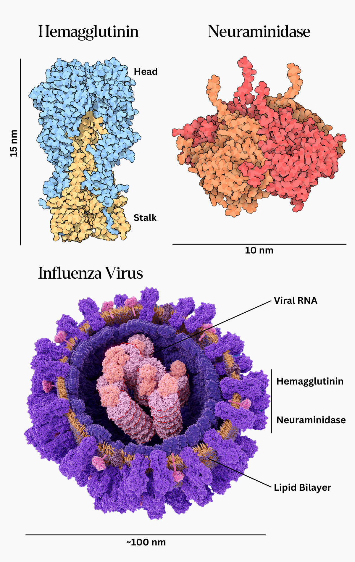A figure illustrating chimeric and multivalent universal flu vaccine strategies.