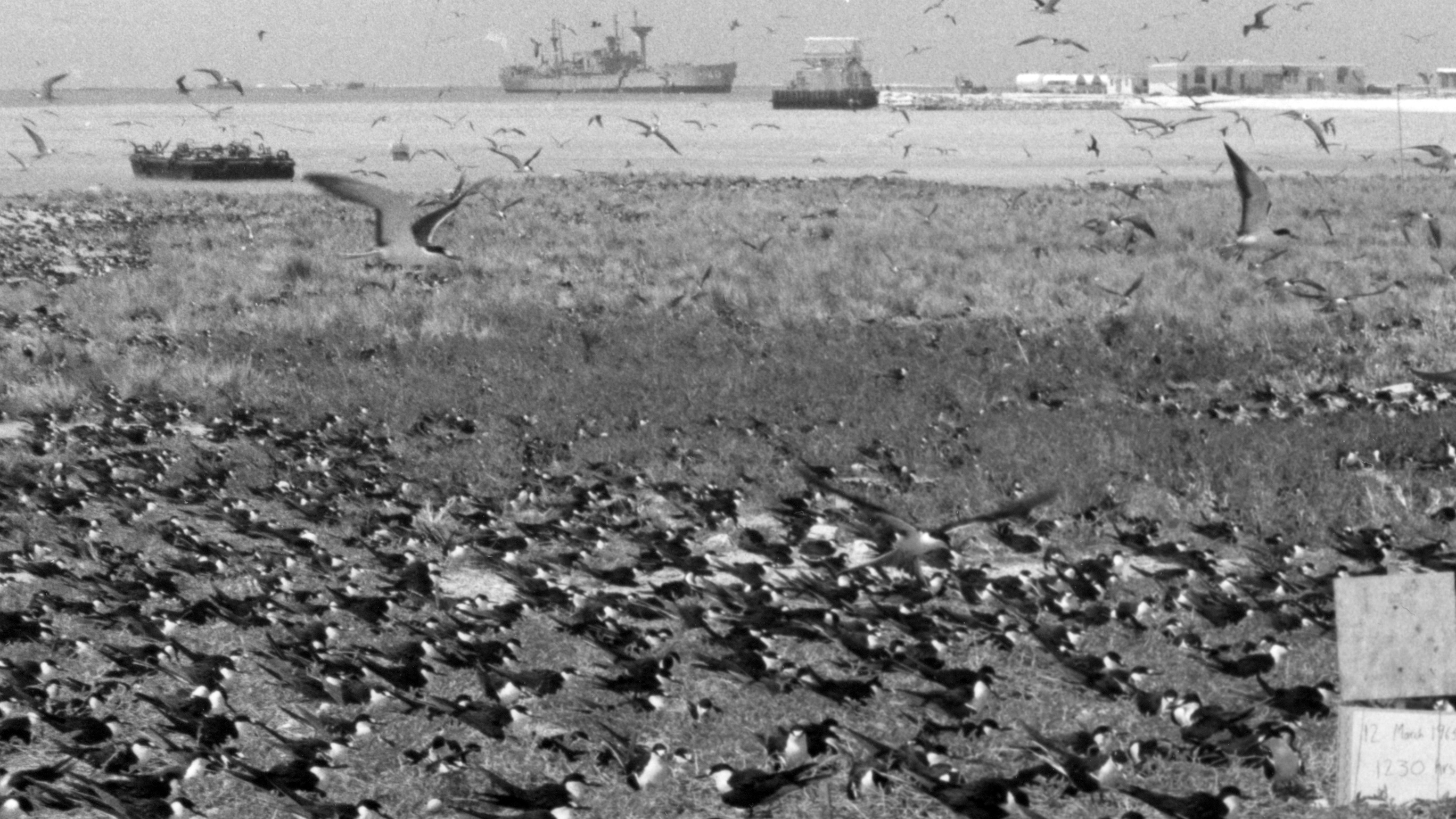 Sand Island during Operation Shady Grove, detail.