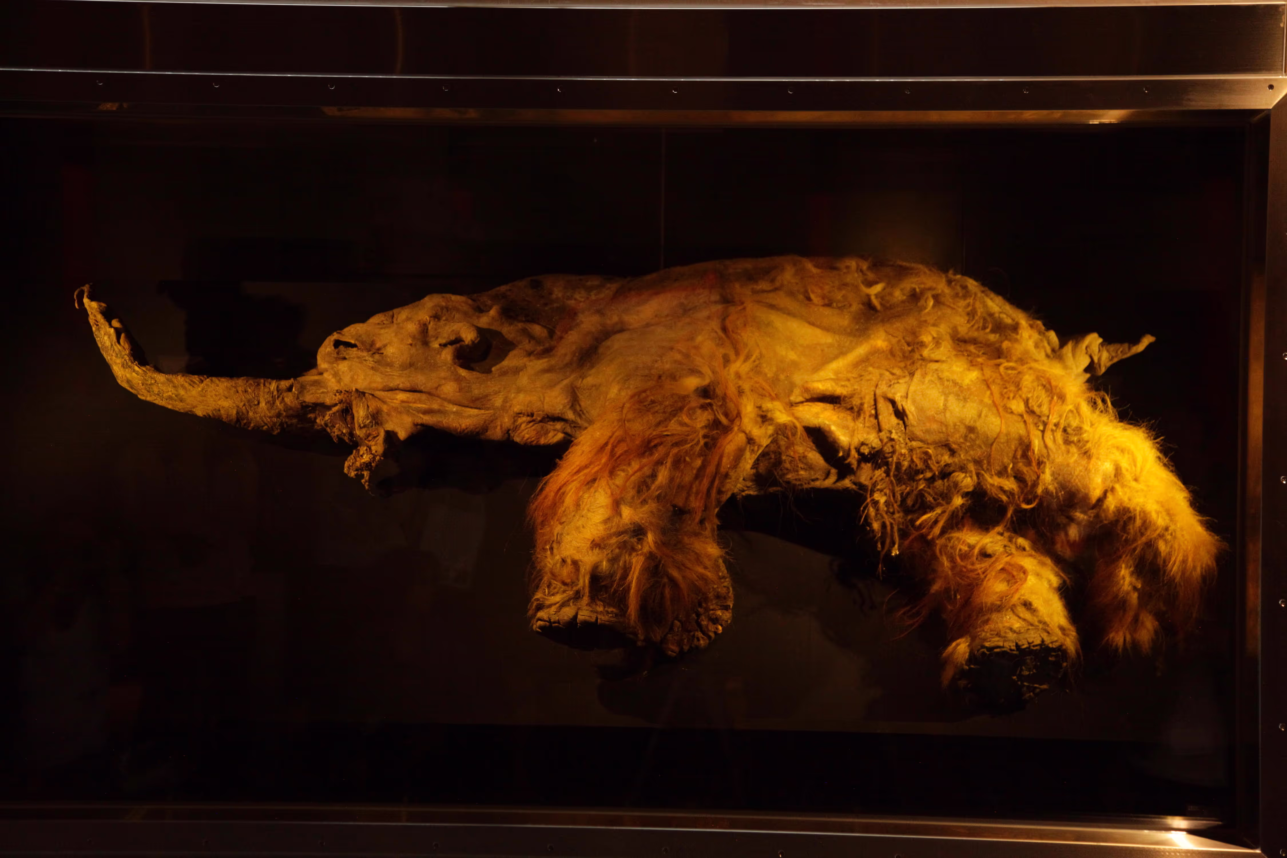 A 39,000-year-old woolly mammoth carcass on display in Yokohama, Japan.