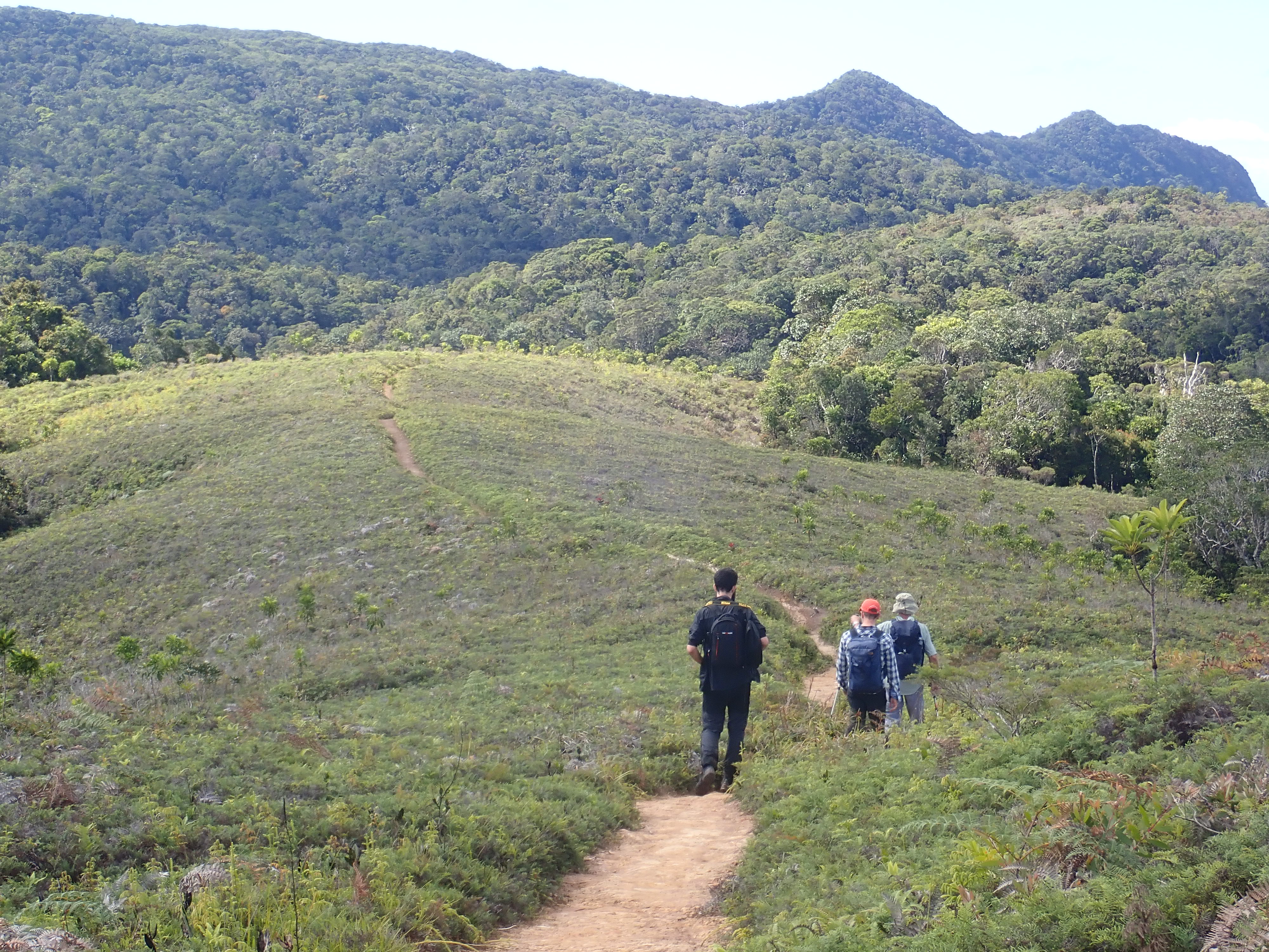Scientists trekking through Grande Terre, part of the New Caledonia archipelago, in search of ferns.
