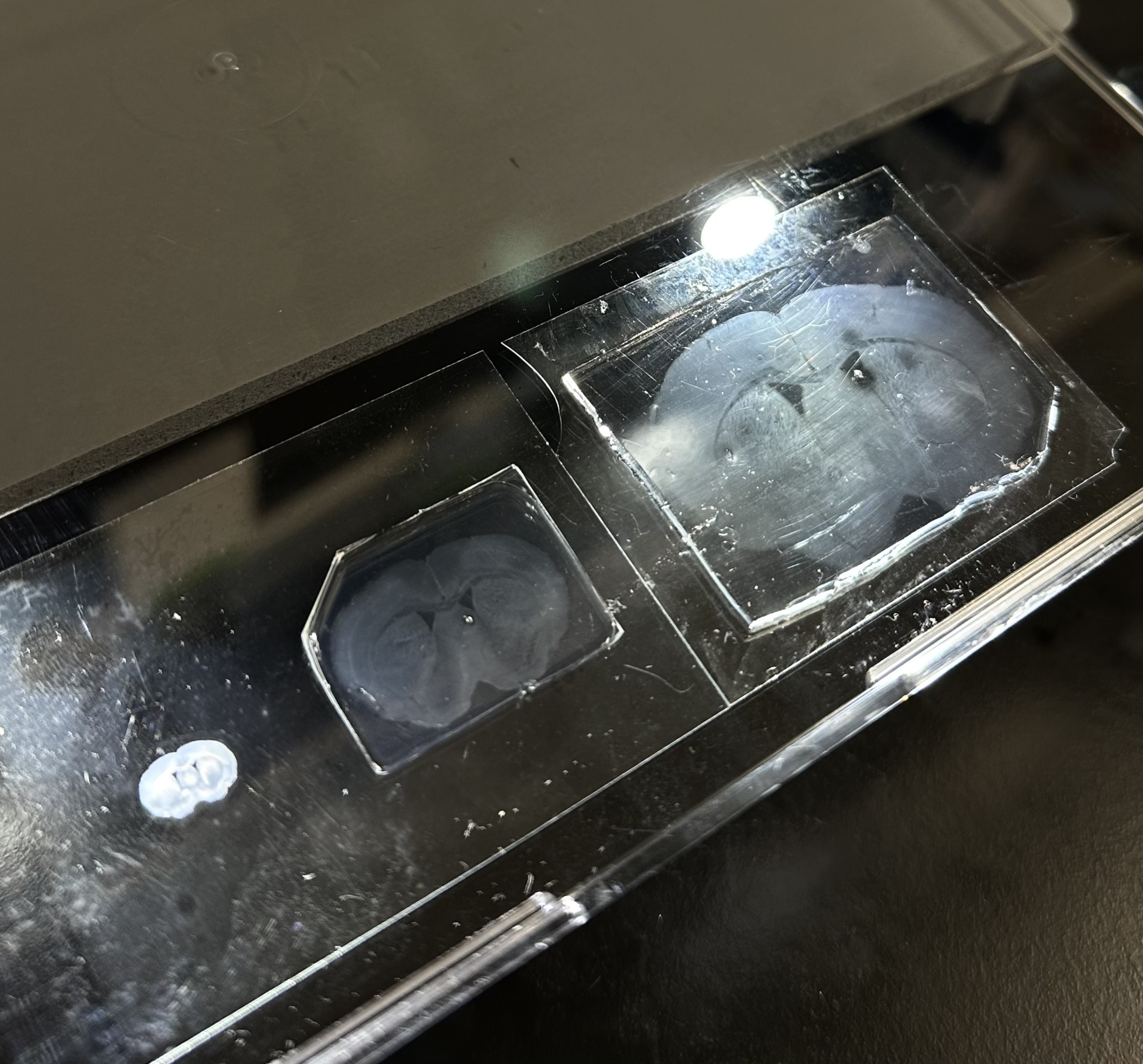 Image of a slice of mouse brain being polymerized; the slice on the right has been expanded 8x.