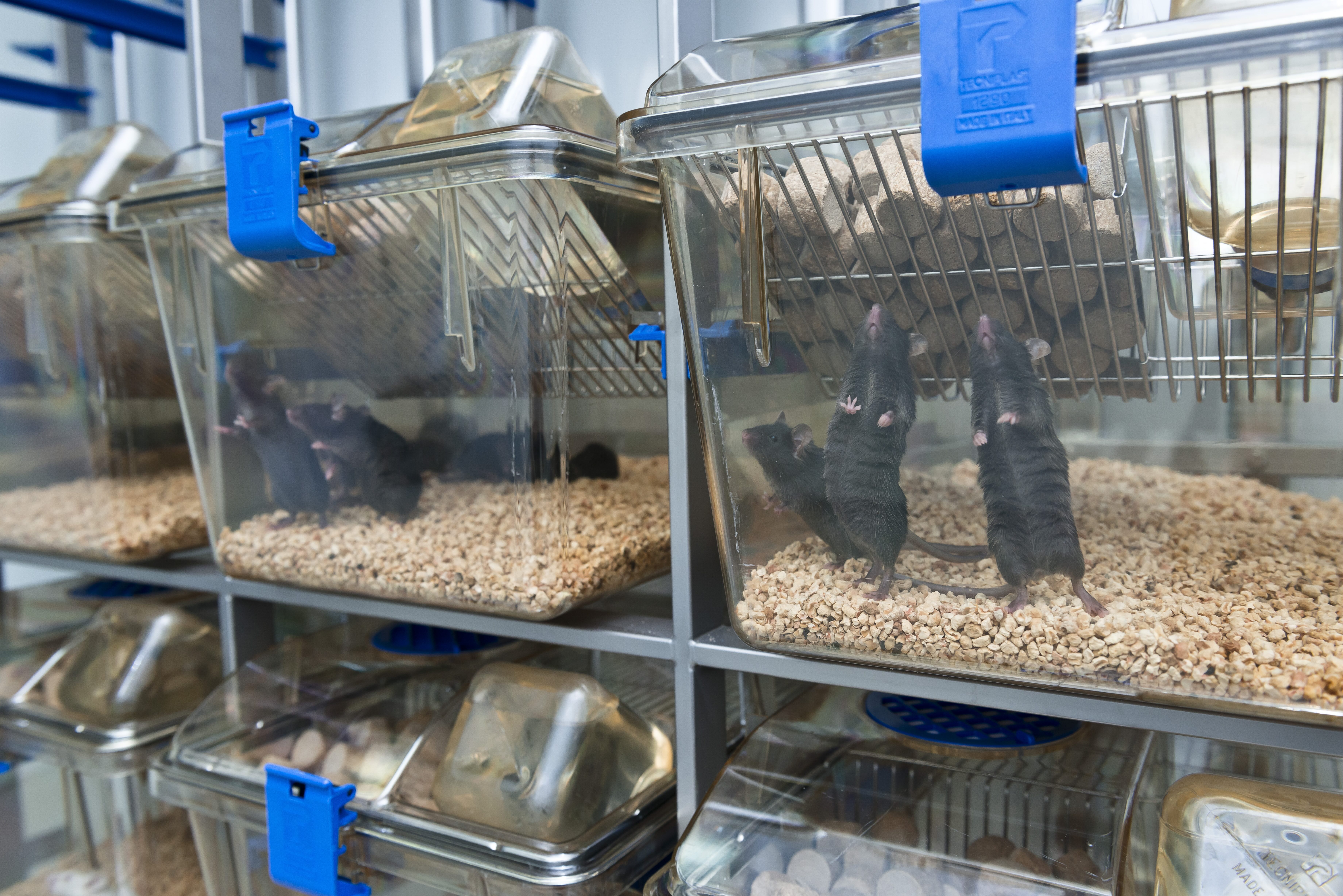 C57Bl/6 mice in laboratory cages.
