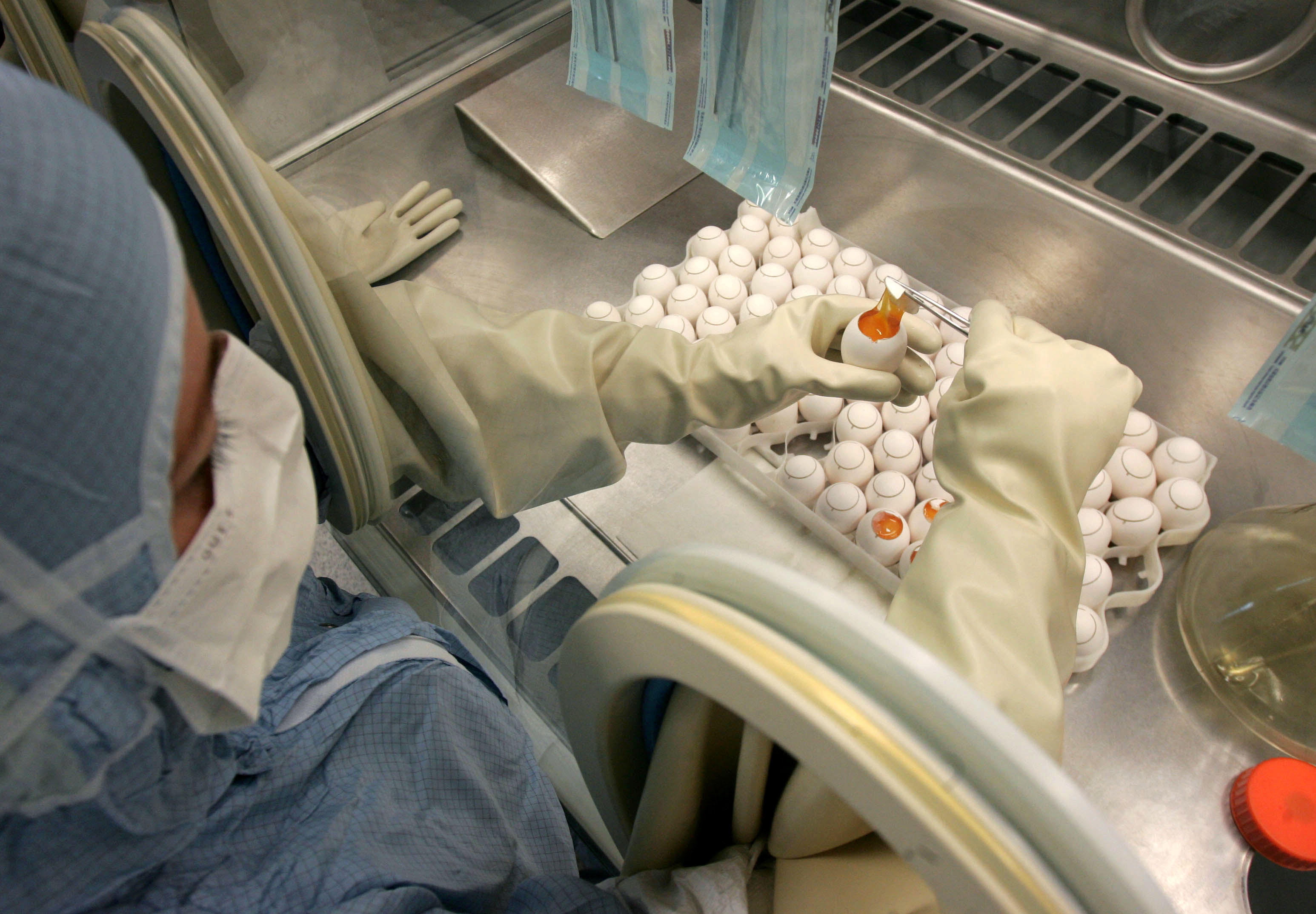 A vaccinologist from Dessa-Tornau extracts viral samples from fertilized eggs.