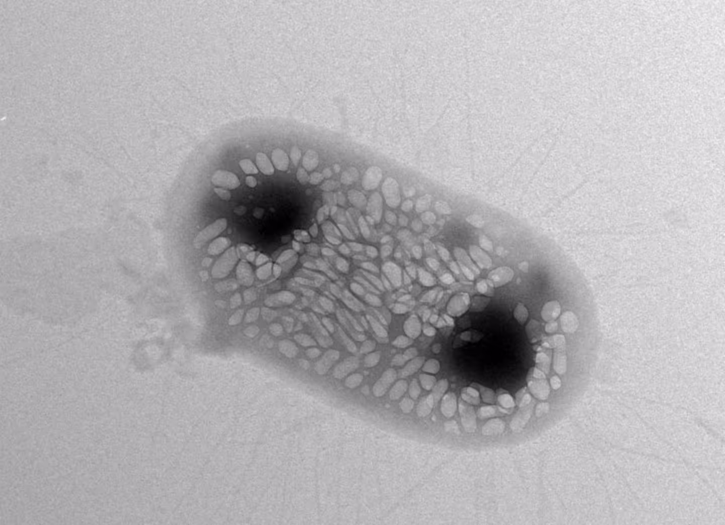 A transmission electron micrograph of a single E. coli cell engineered to express gas vesicles.