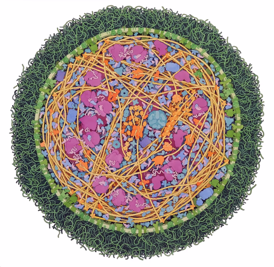 Watercolor painting of a bacterial cell.