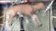 An extra-uterine system supports a premature lamb — video thumbnail