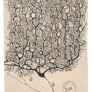 Barcoding Brains cover