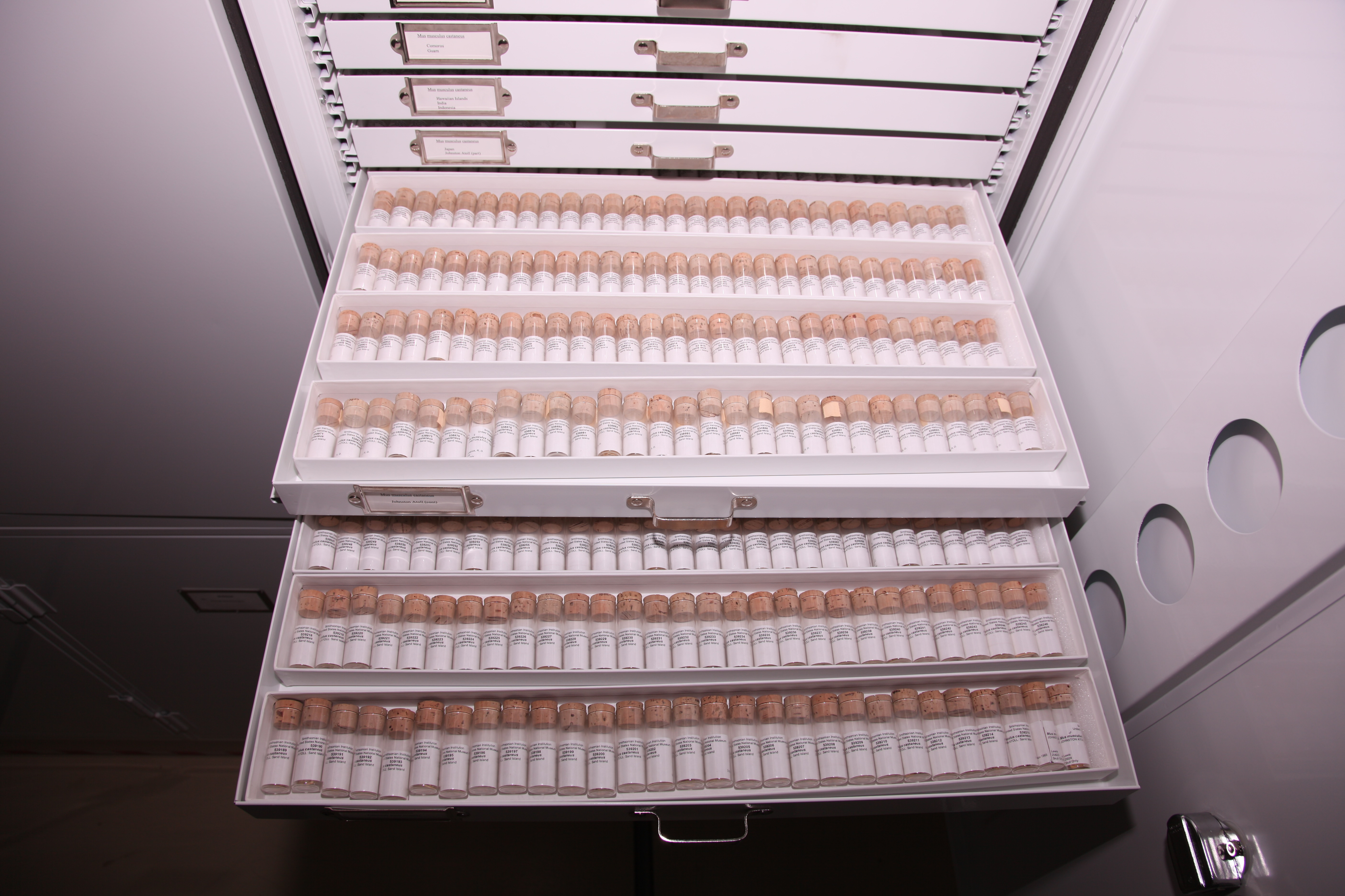 Rodents collected on Sand Island during biological warfare tests.