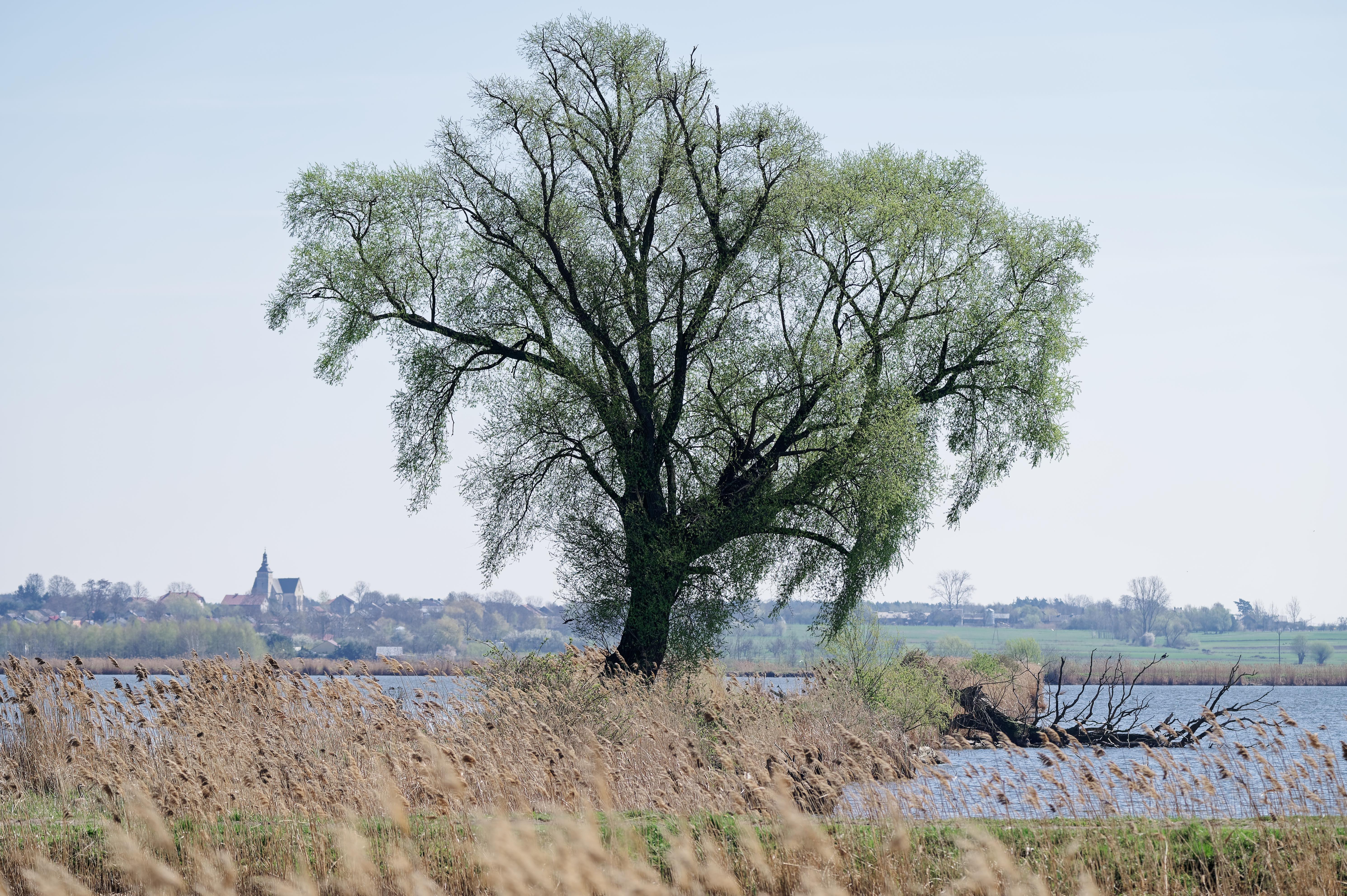 A white willow tree growing in Poland, with the village of Strożyska in the distance.