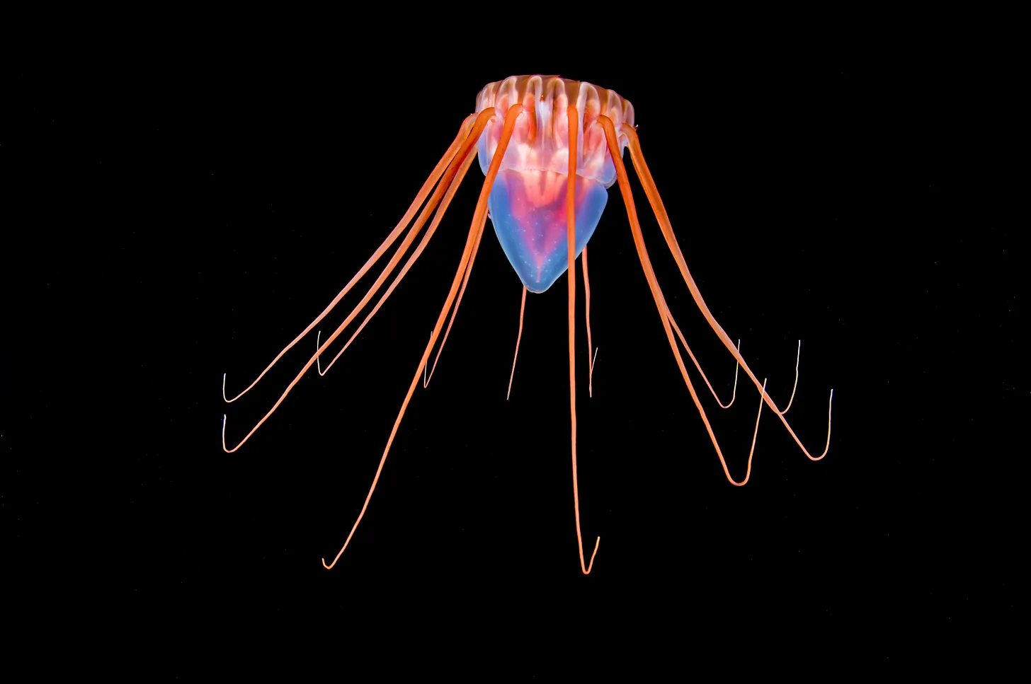 A helmet jellyfish, Periphylla periphylla, in deep water off the coast of Hordaland, Norway.