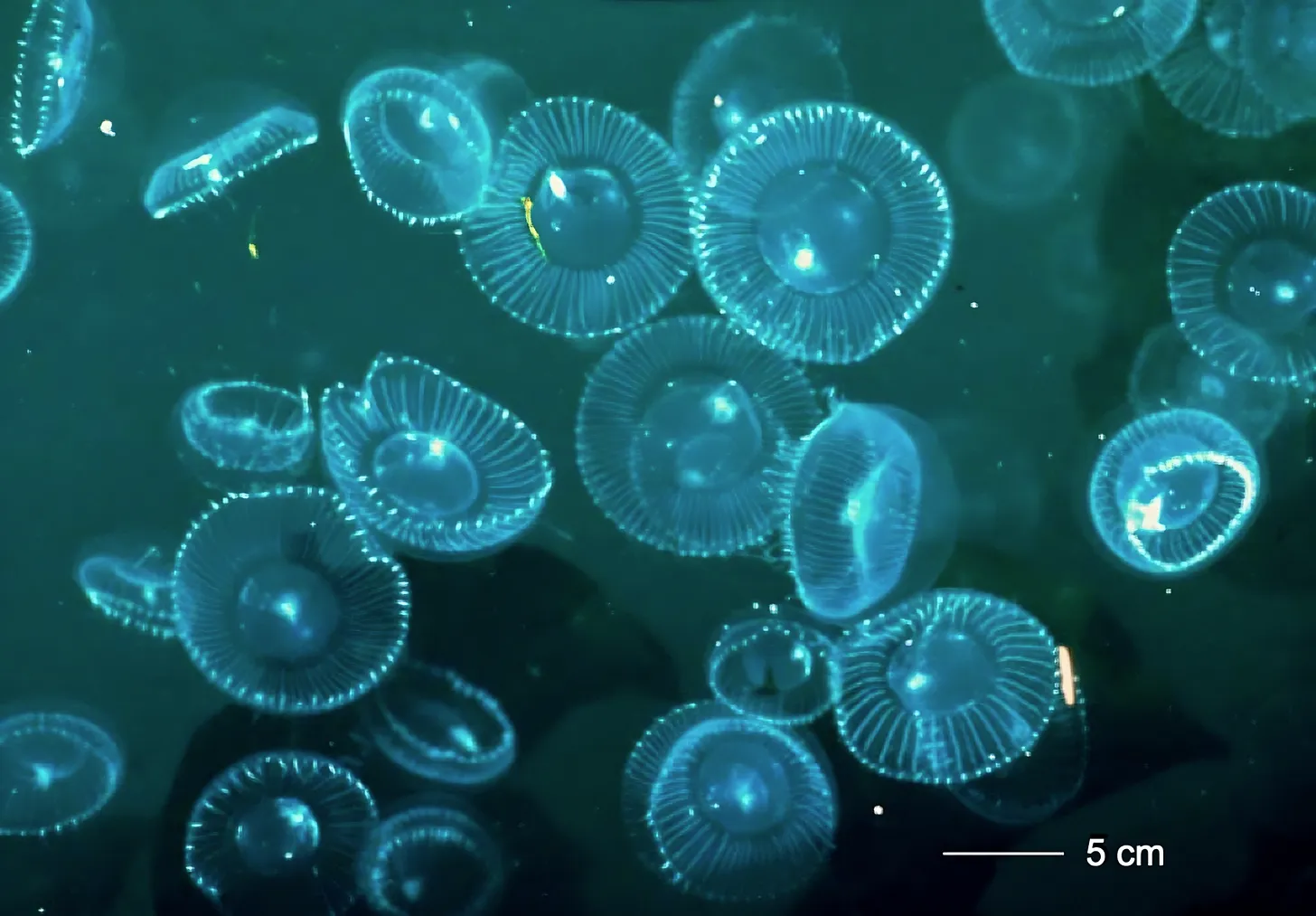 Aequorea victoria jellyfish.