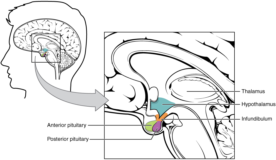 Anatomical diagram showing the hypothalamus sitting deep in the brain, next to the pituitary gland.