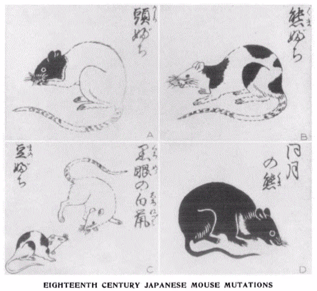 Frontispiece of a 1787 Japanese handbook on breeding curious varieties of mice.