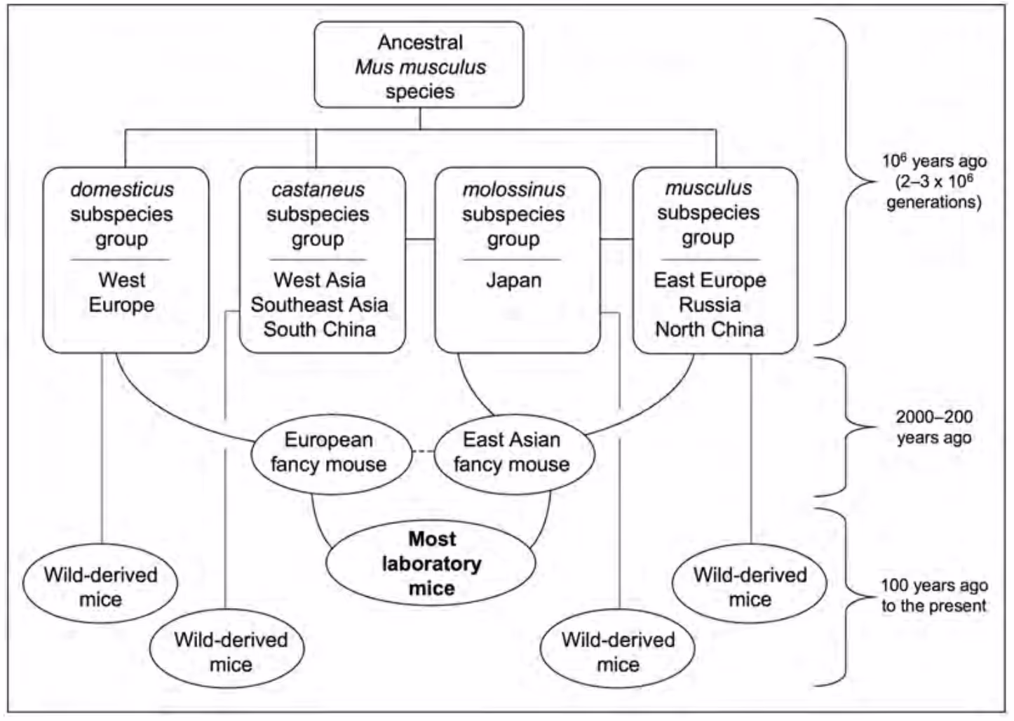 A diagram tracing the origins of mice used in research.