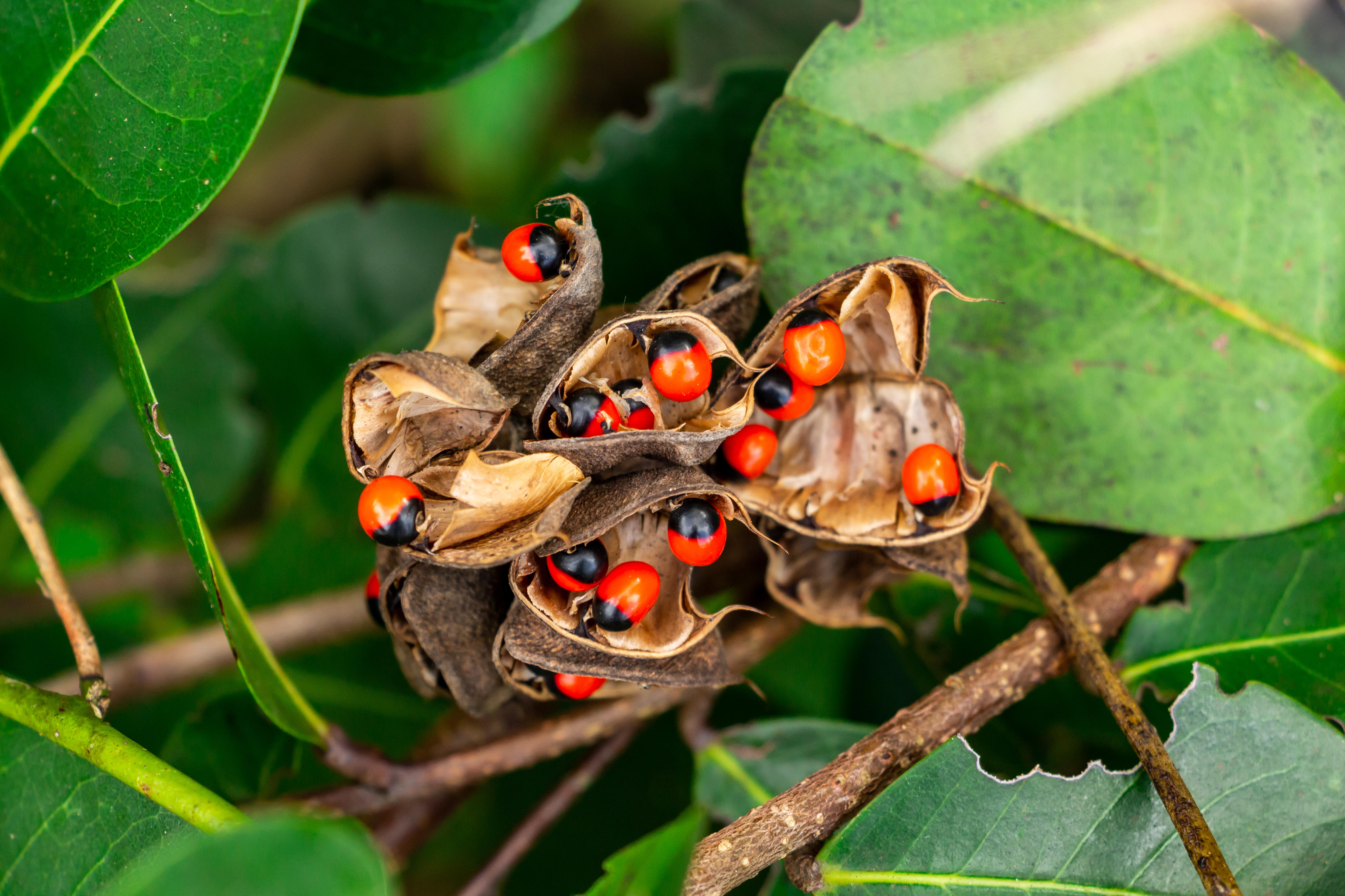 Jequirity beans, or rosary peas, which contain the ribosome-inactivating protein abrin.