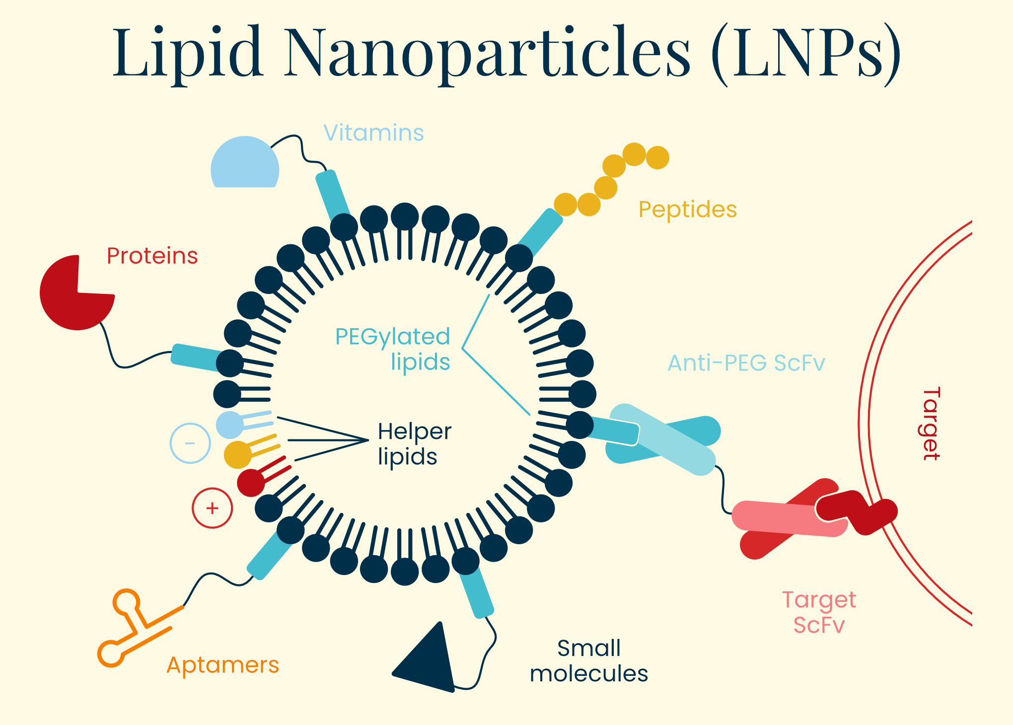An illustration of the lipid nanoparticle (LNP) delivery vector.
