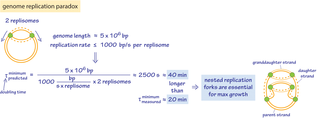 A back-of-the-envelope calculation on the division rate of a bacterial cell.