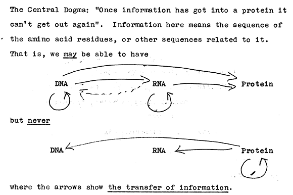 Crick's diagram of information flows between DNA, RNA, and protein.