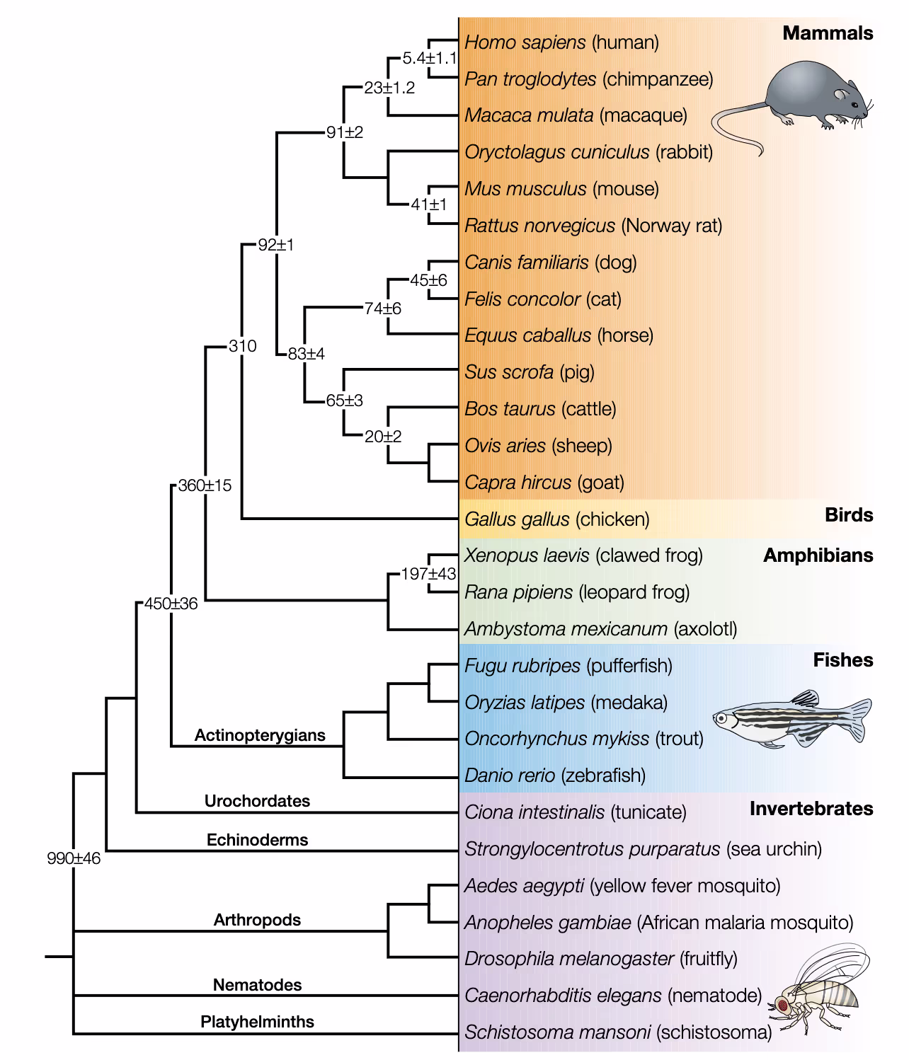 An evolutionary tree showing when rodents and primates diverged.