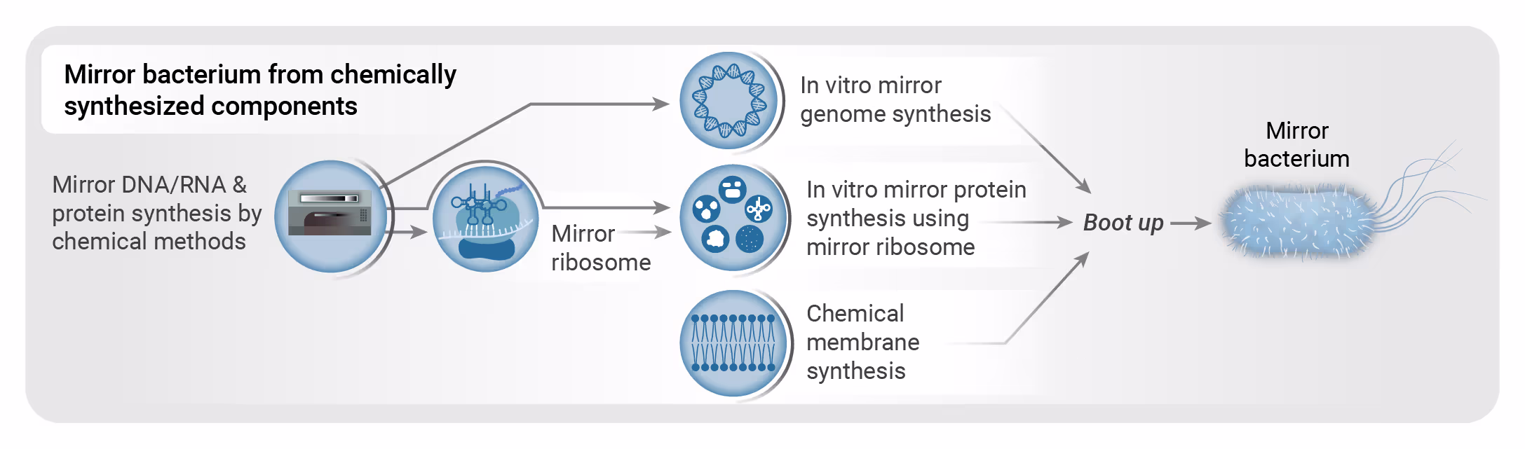 Diagram of the components required to build a mirrored bacterium: a synthesized genome, ribosomes, a membrane, and additional components.