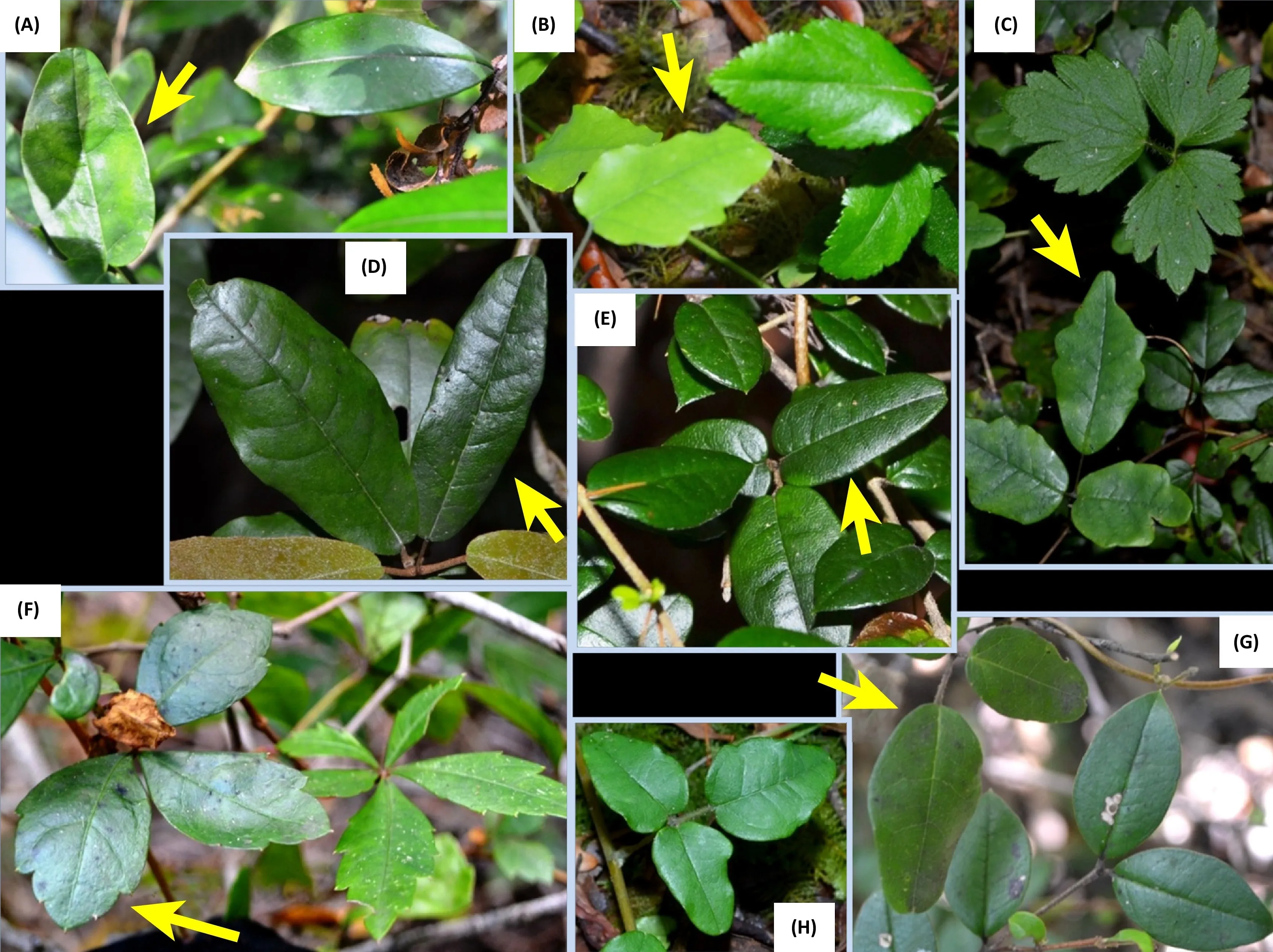 A grid of leaf photographs, all of the same plant Boquila trifoliolata, showing its varied shapes.