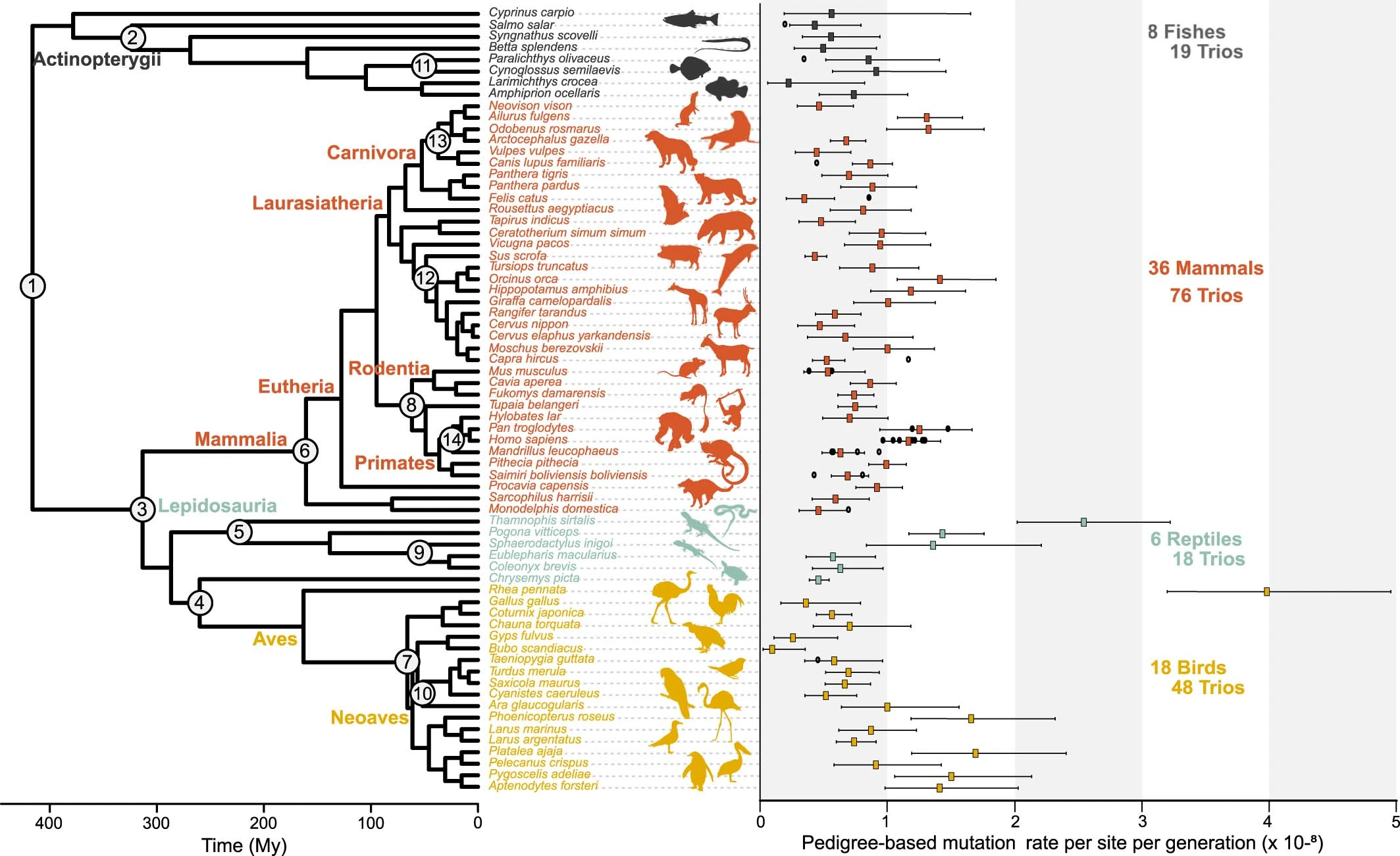 Chart showing observed germline mutation rates across vertebrate species with 95% confidence intervals.