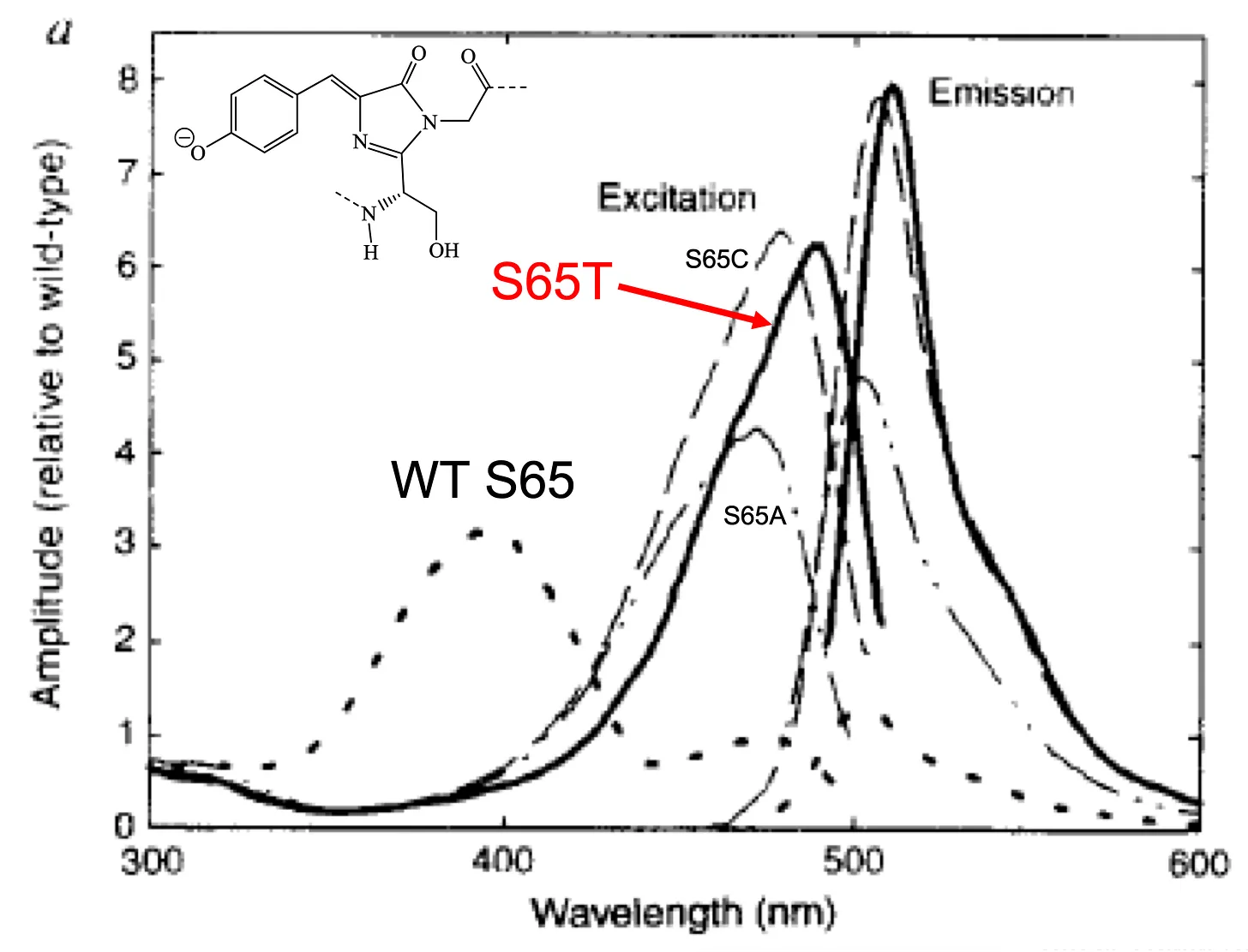 Mutating the serine amino acid at position 65 in GFP alters the protein's excitation spectra.