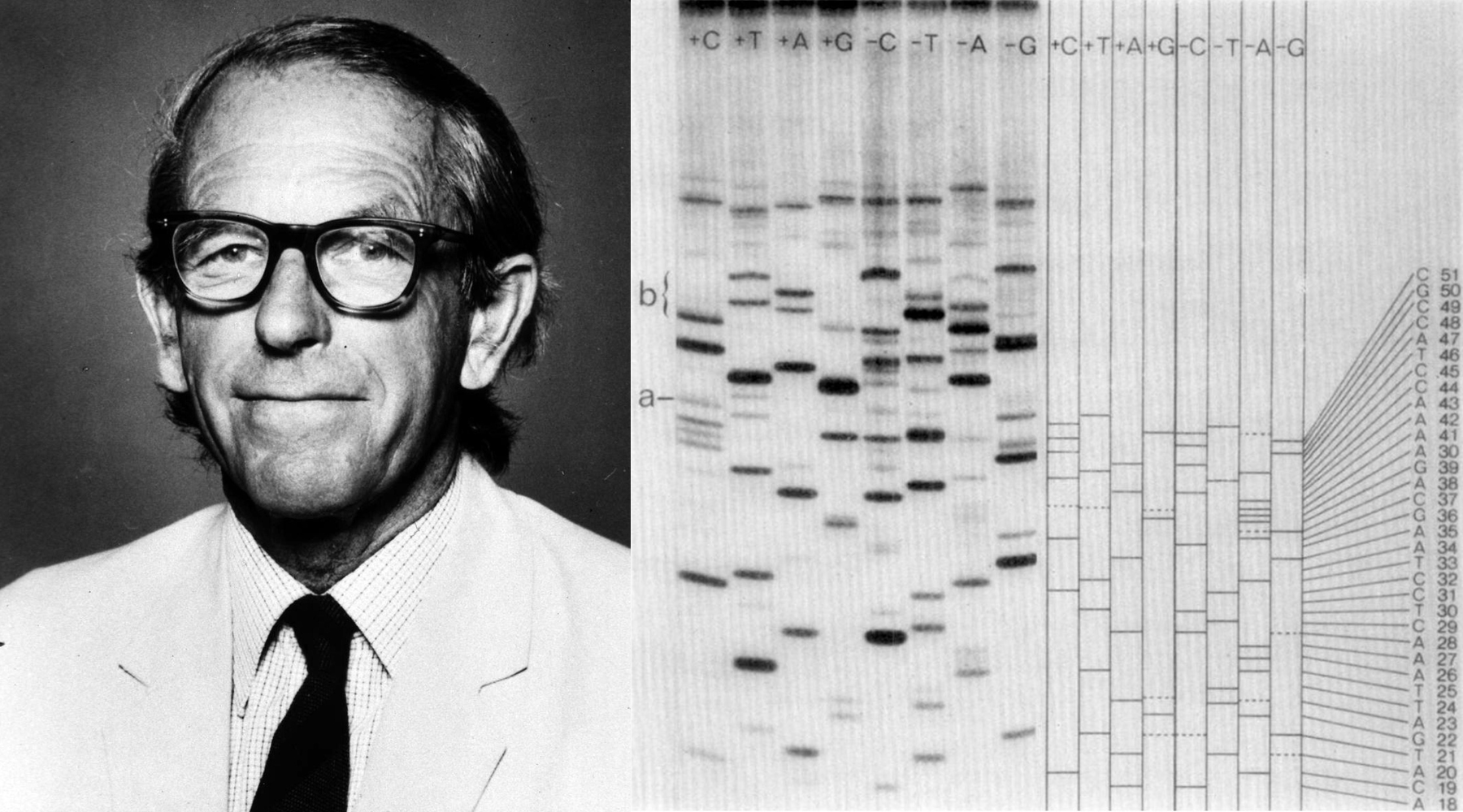 Fred Sanger on the left and one of his DNA sequencing gels on the right.