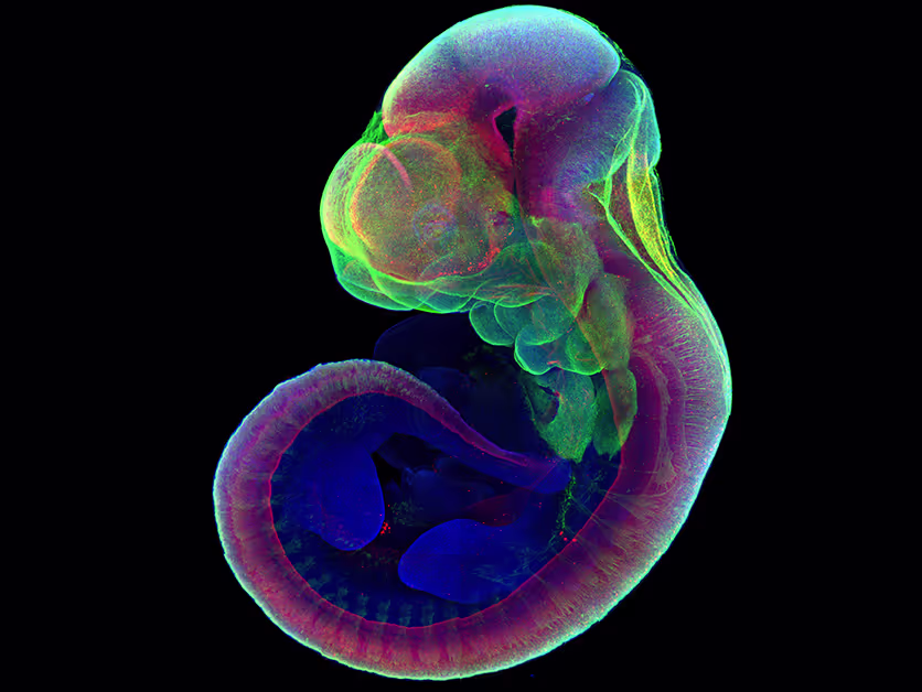 A mouse embryo grown outside the uterus and stained for developmental markers.