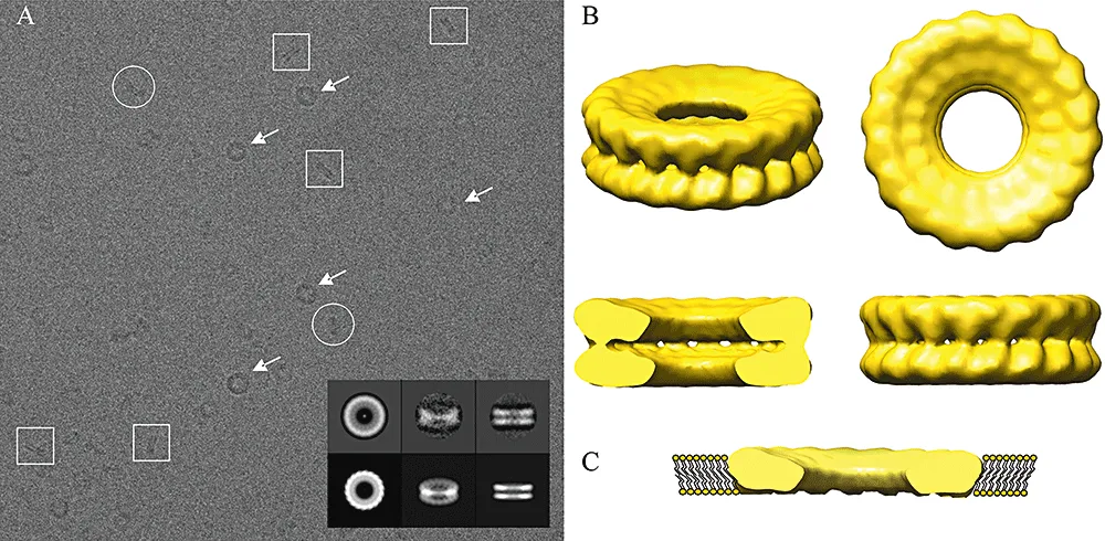Electron micrographs and 3D structures of holin proteins, showing their ring shape and how they insert into a cell's membrane.