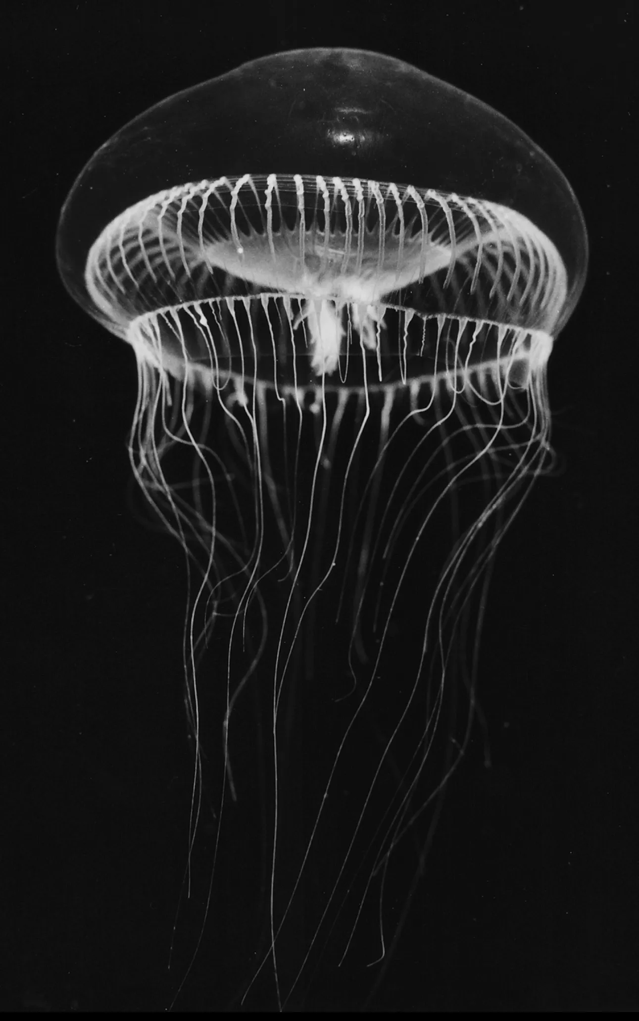 The jellyfish Aequorea victoria.