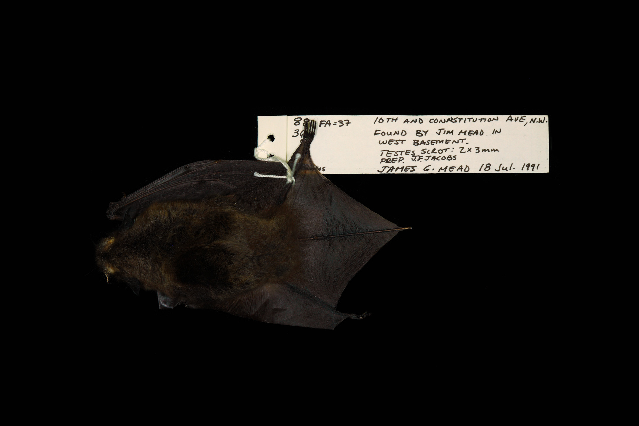 A bat found in the Smithsonian basement.
