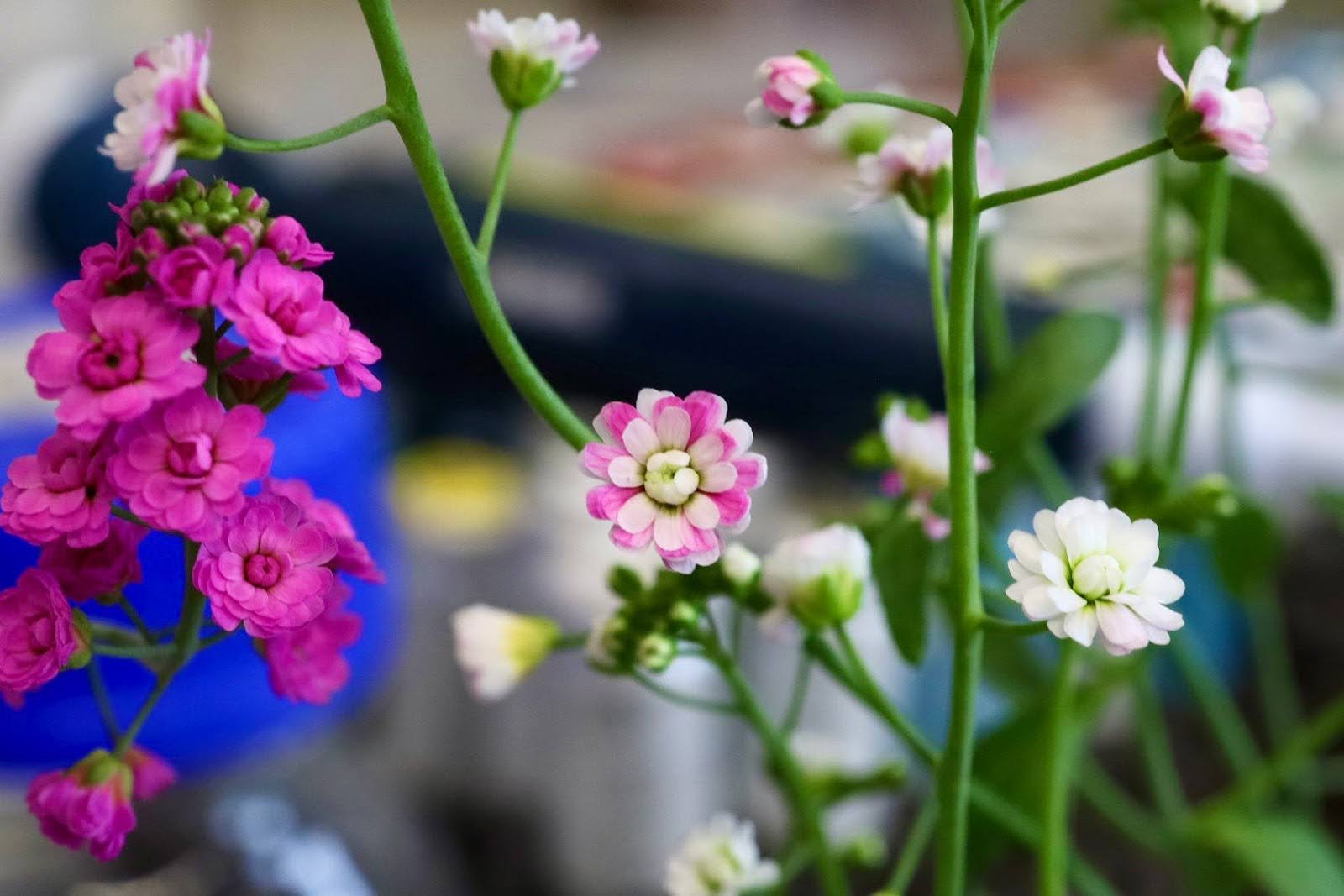 A designed flower, growing in Desnoyer's laboratory.