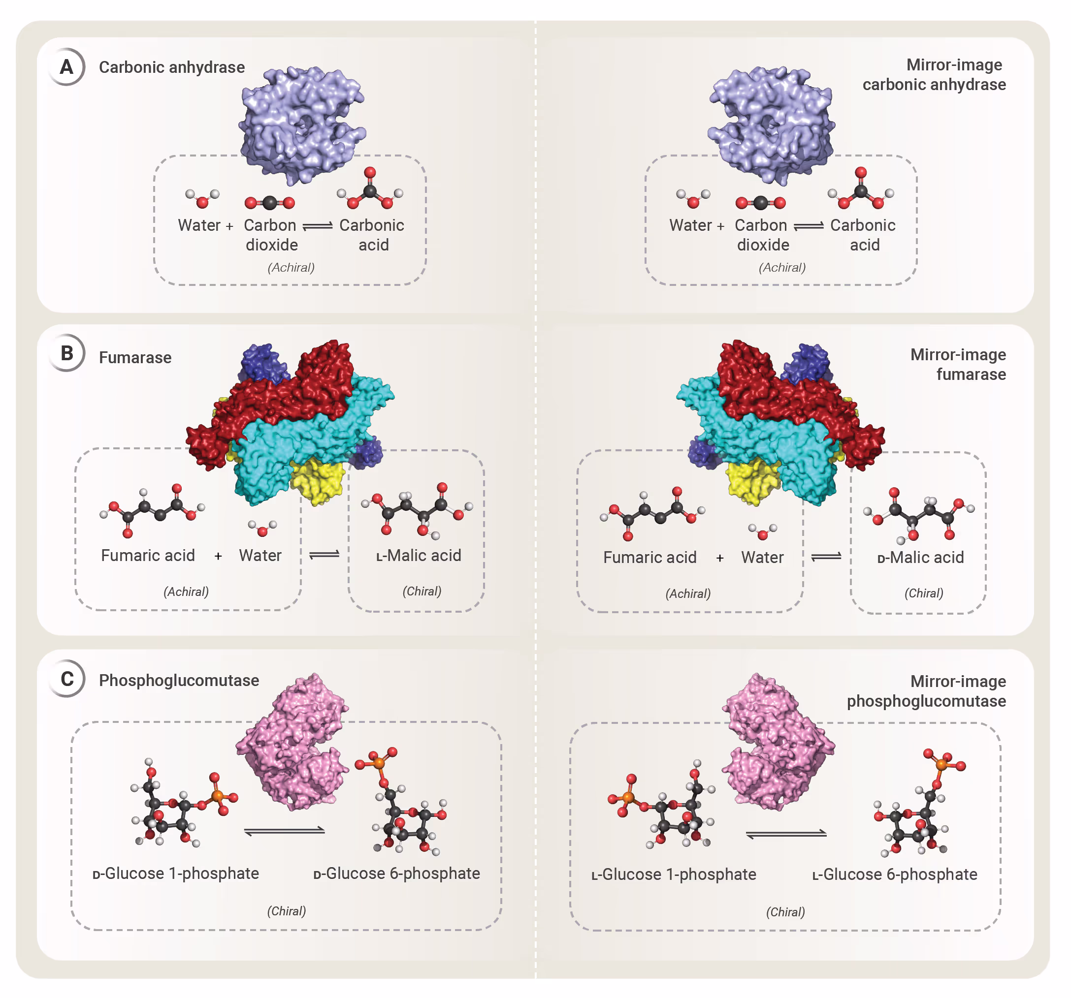 Diagram showing that a protein constructed from D-amino acids folds into the mirror image of a protein made from L-amino acids.